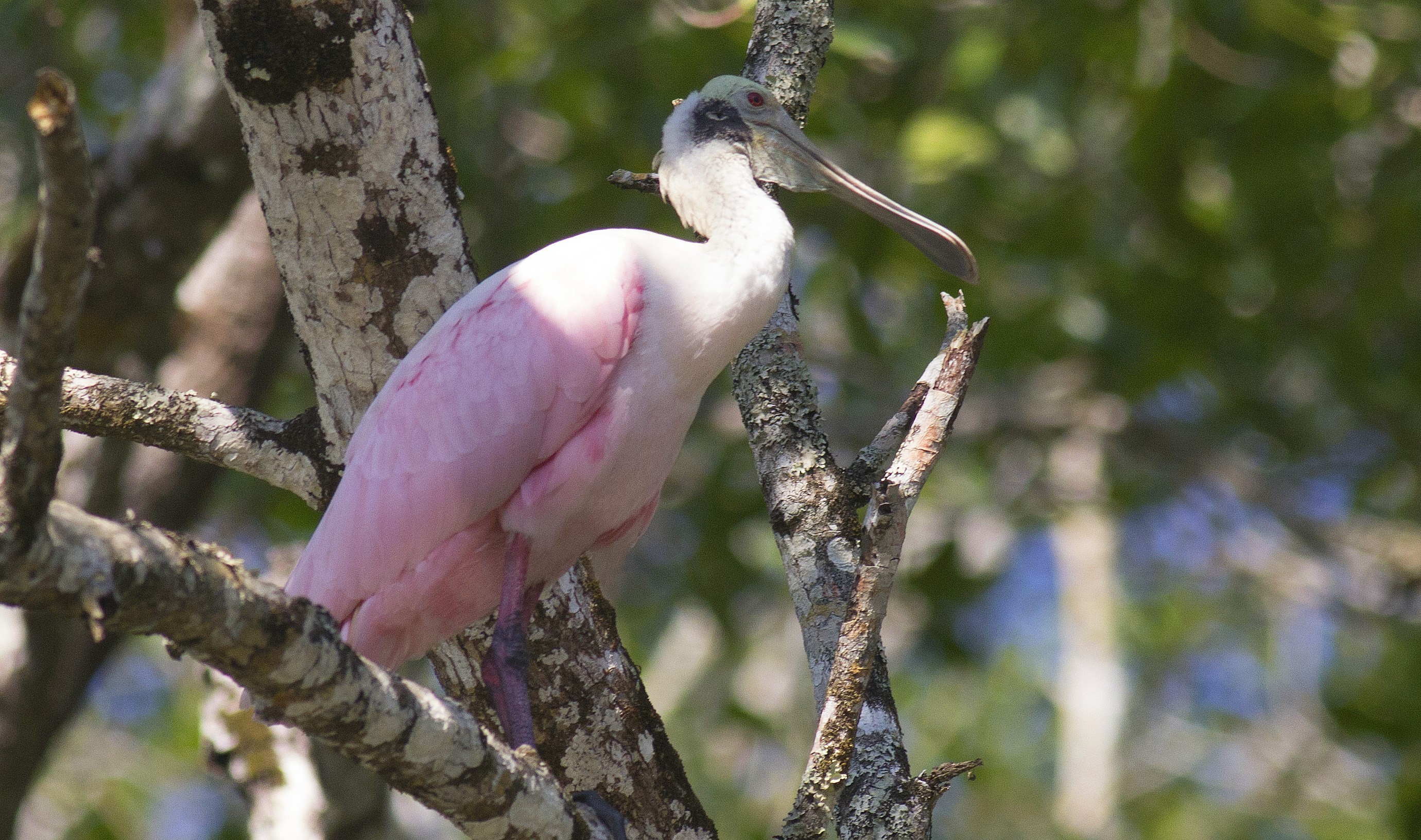 Roseate Spoonbill — Ana fotoğraf
