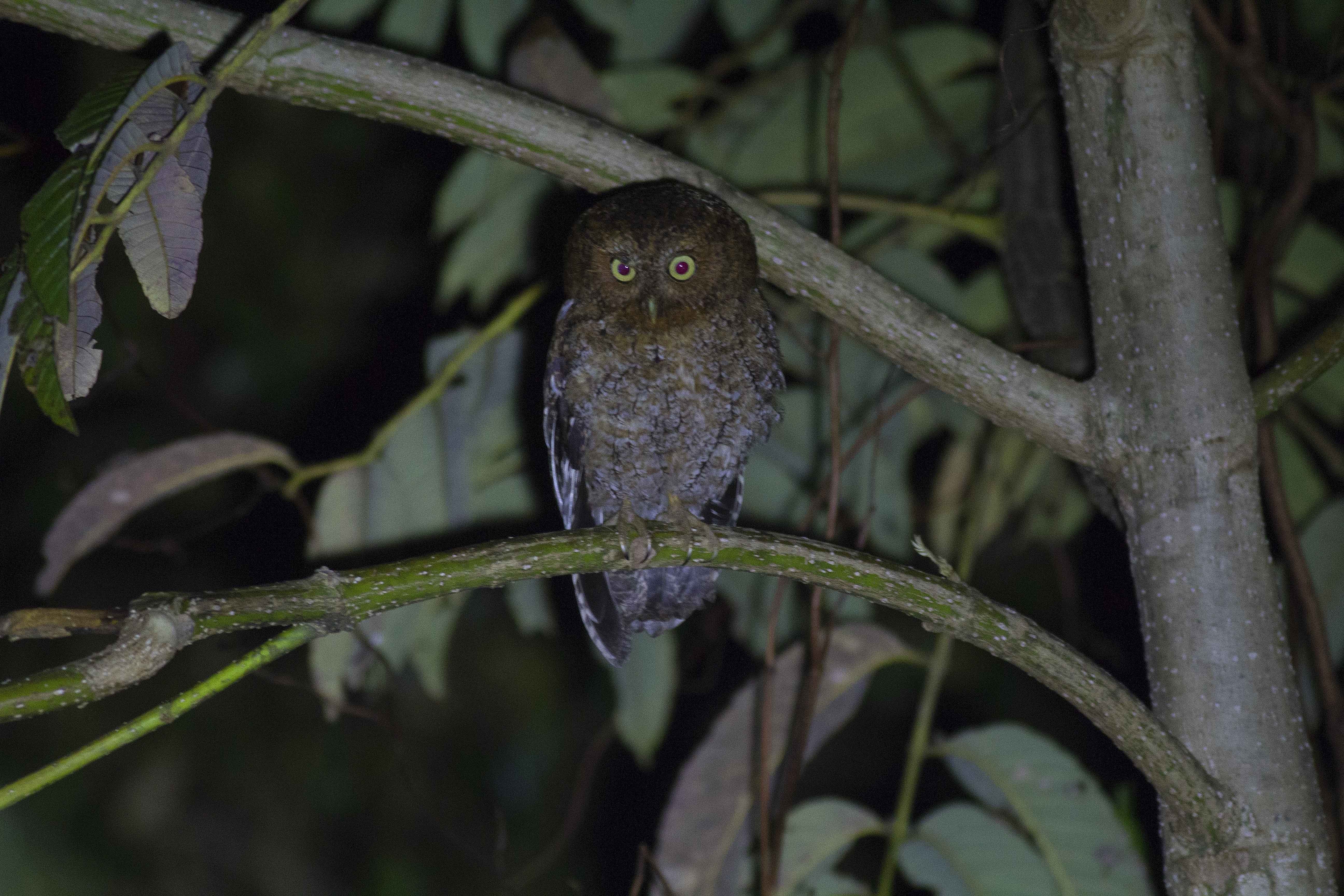 Tropical Screech-owl