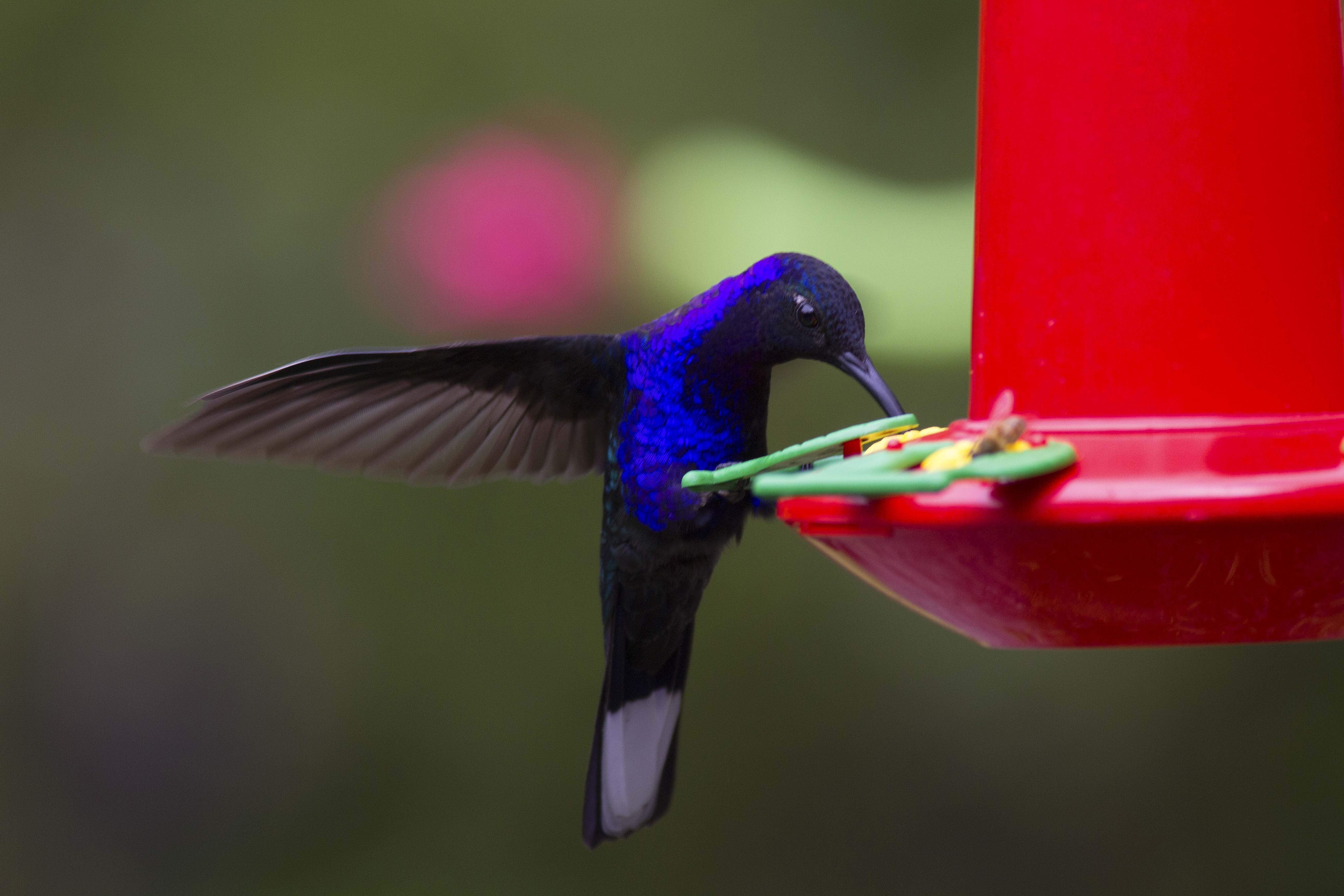 Violet Sabrewing