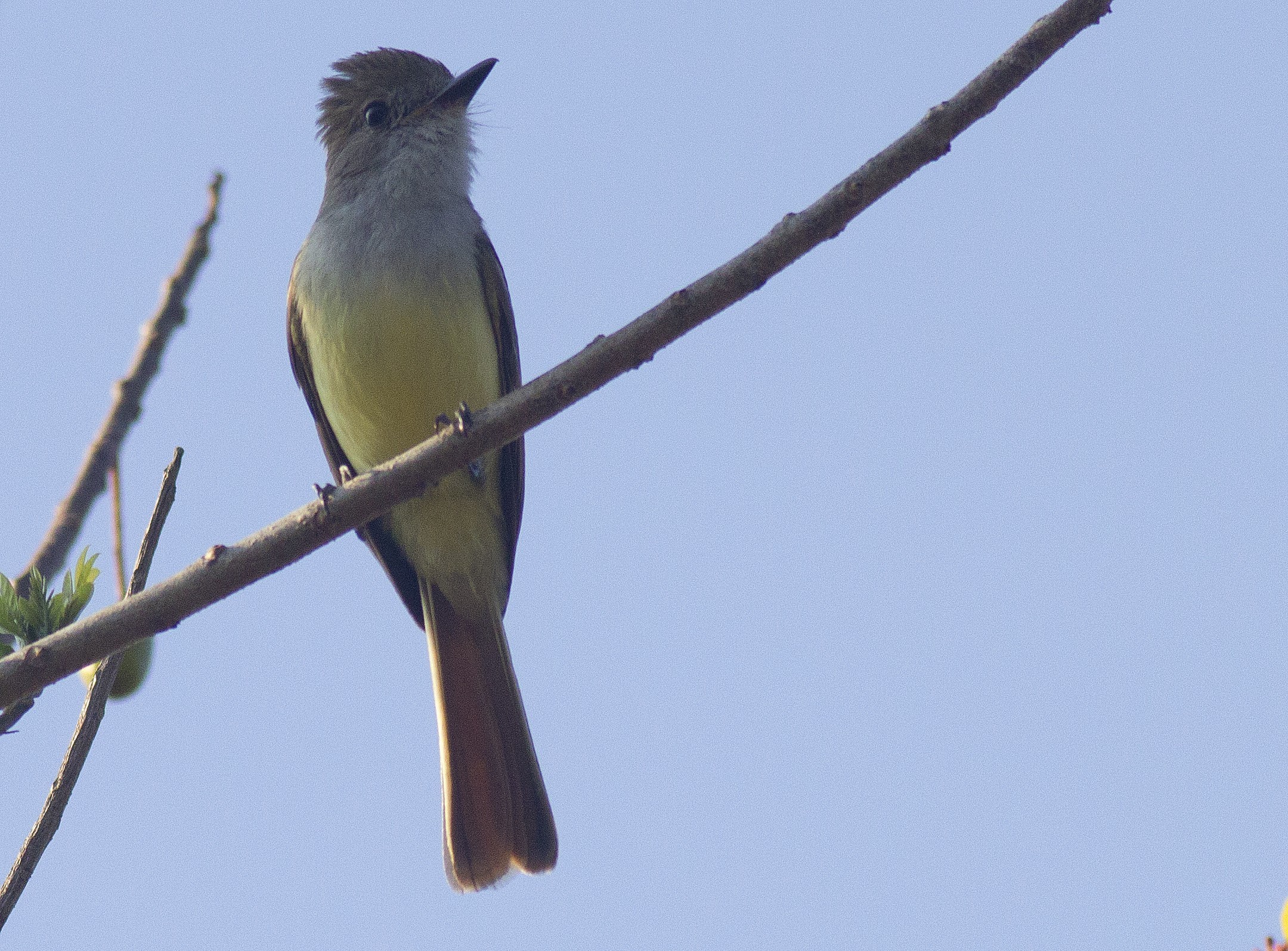 Nutting's Flycatcher — Ana fotoğraf