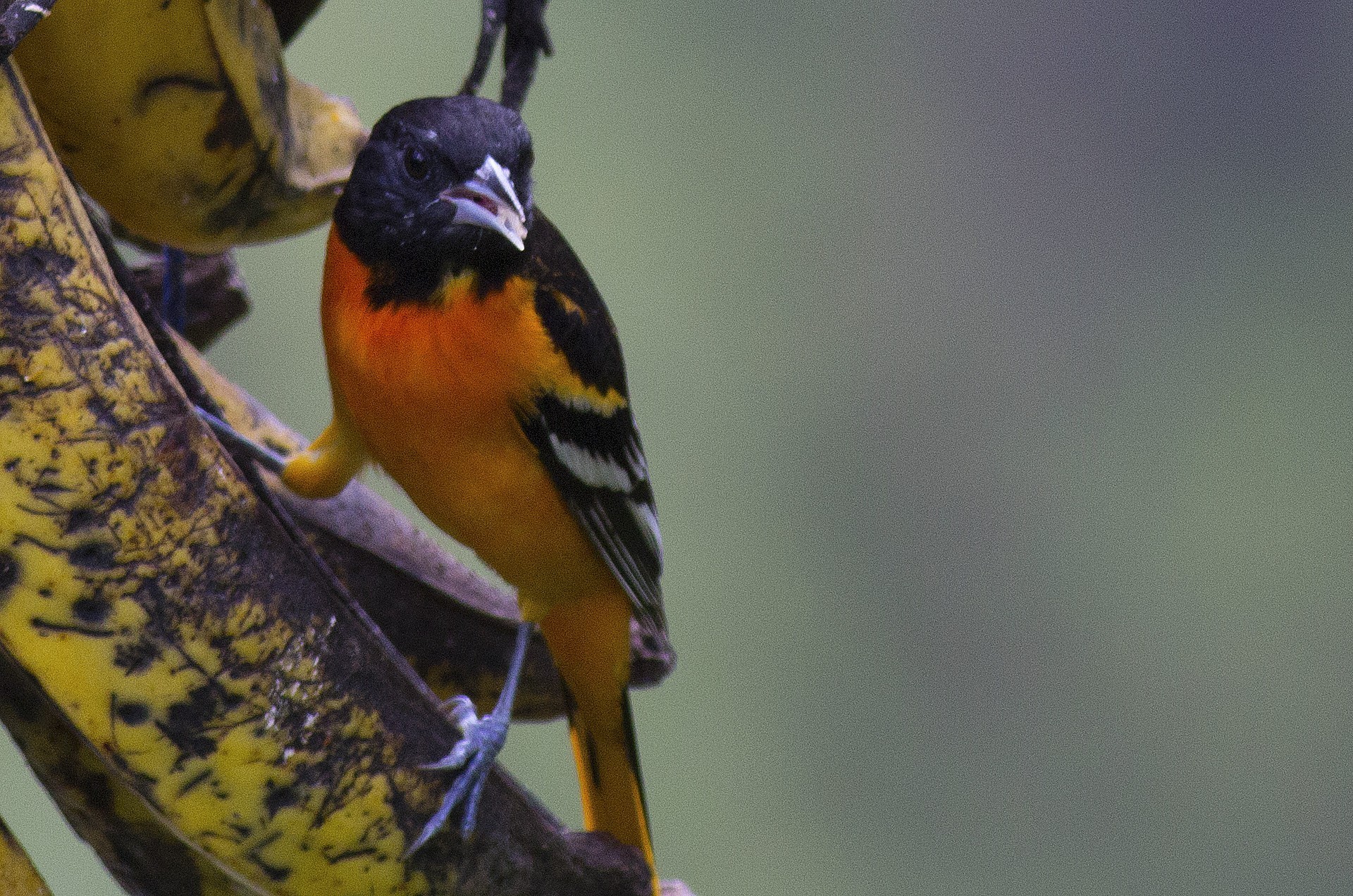 Baltimore Oriole