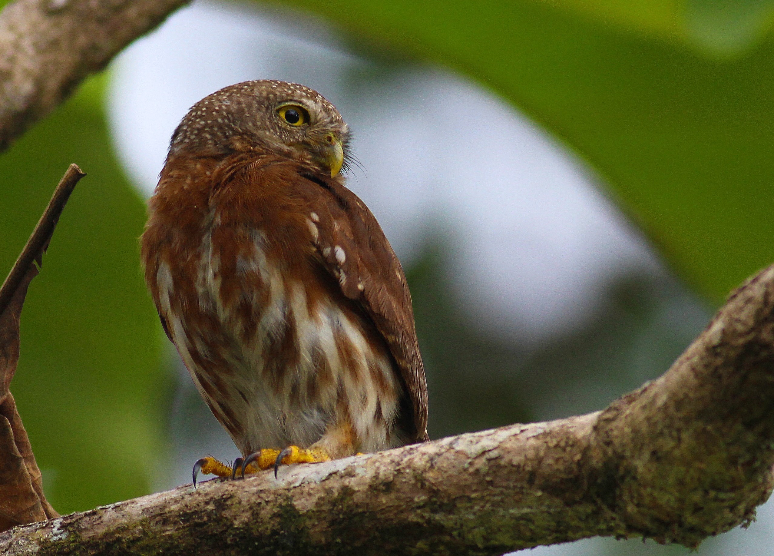 Central American Pygmy-owl