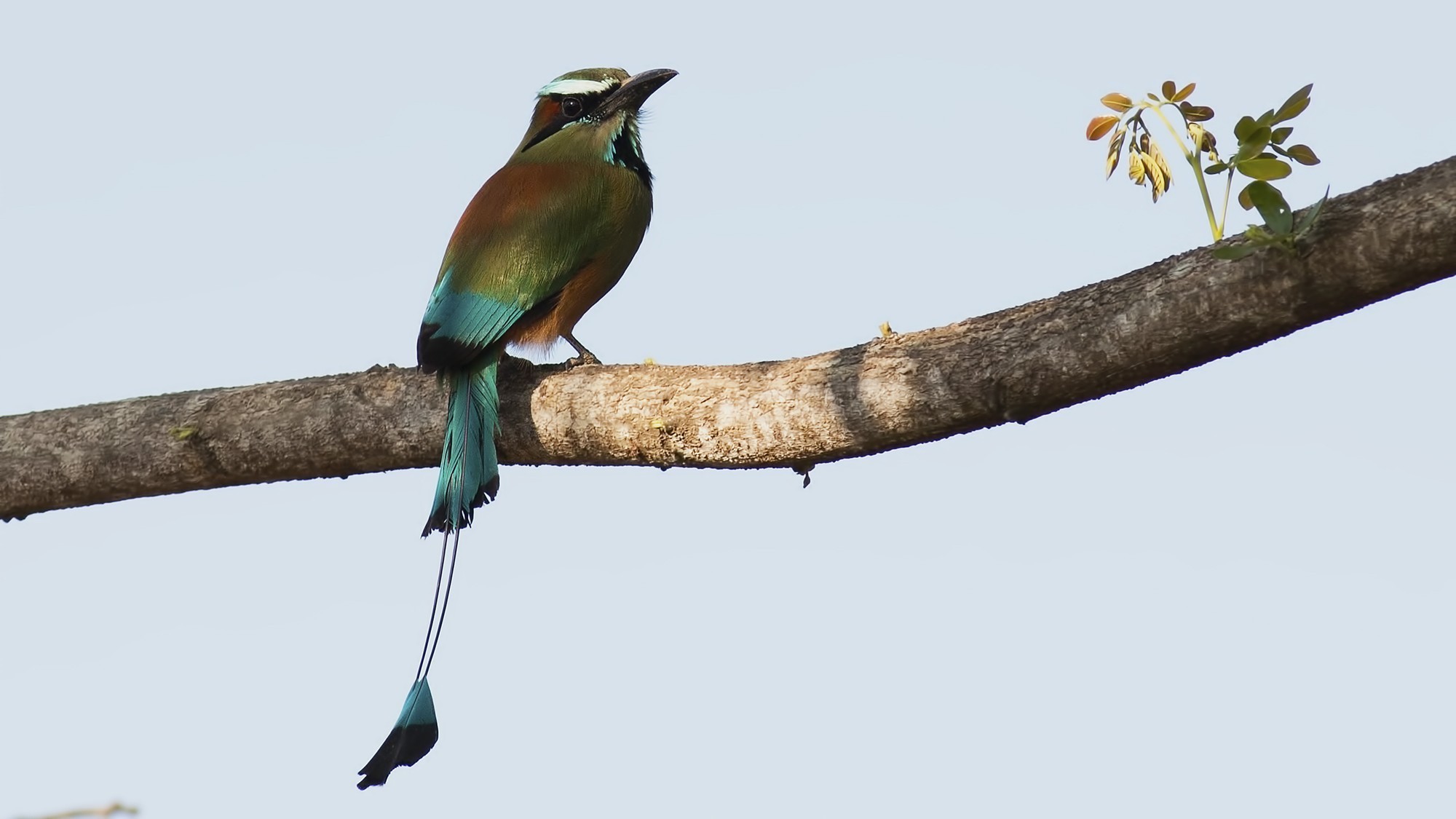 Turquoise-browed Motmot