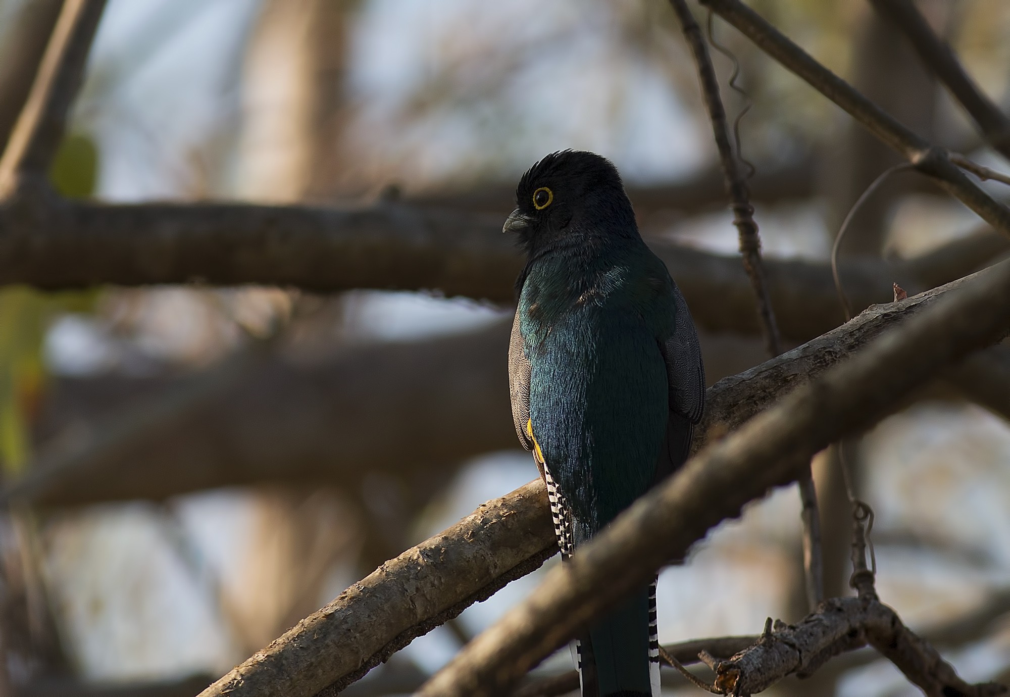 Violaceous Trogon