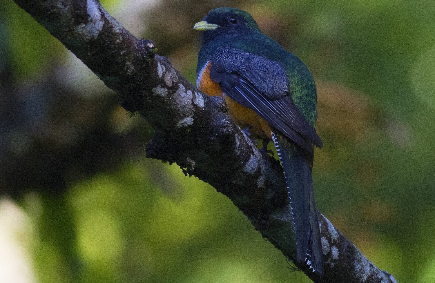 Collared Trogon