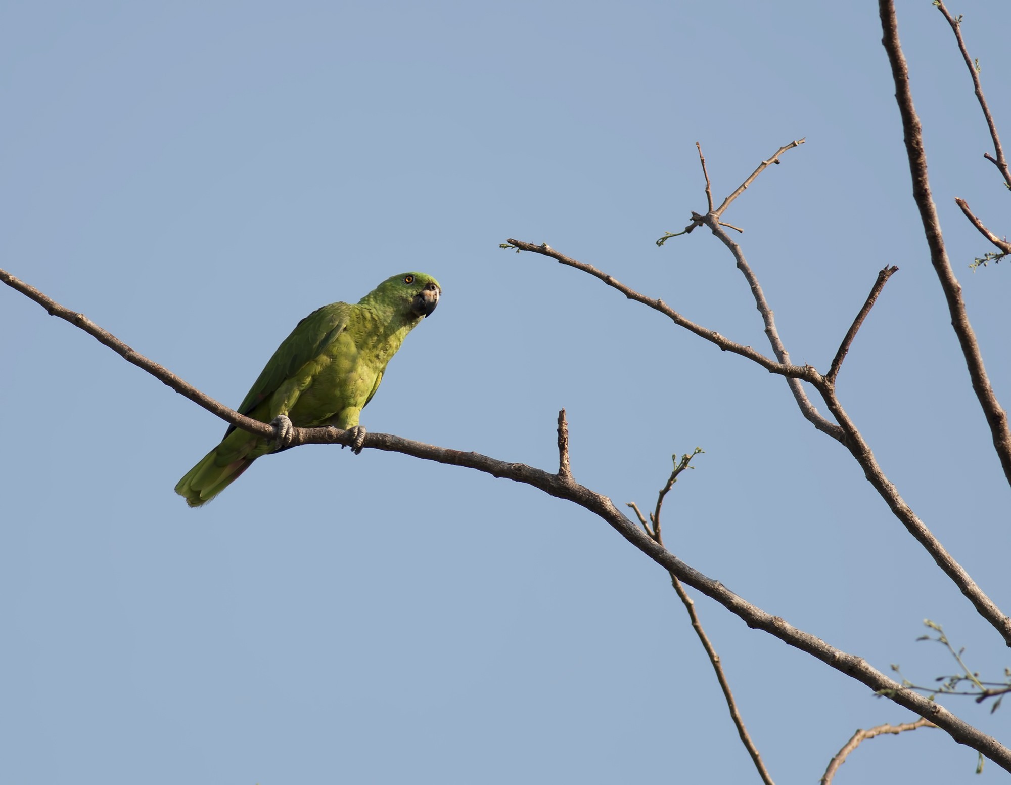 Yellow-naped Amazon