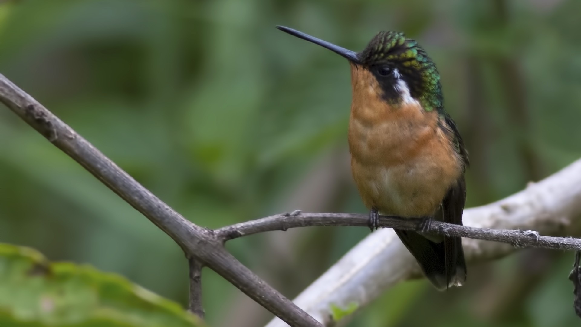 Purple-throated Mountain-gem — Ana fotoğraf