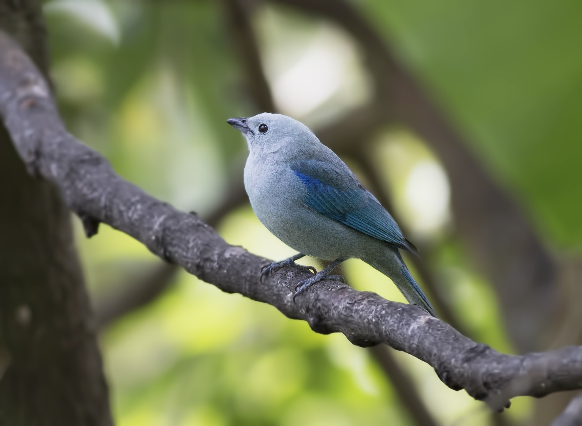 Blue-grey Tanager
