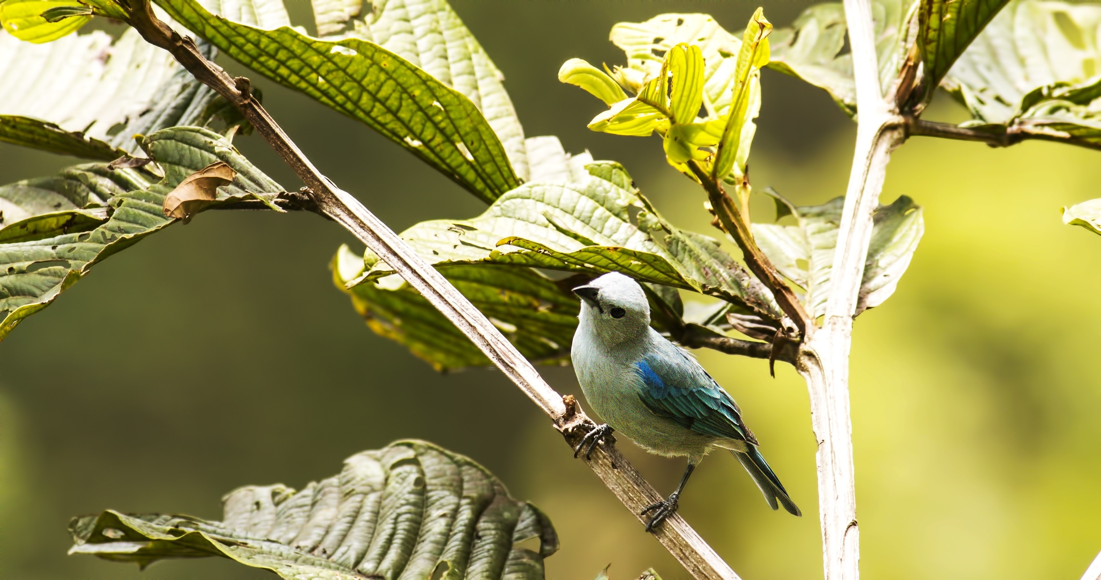 Blue-grey Tanager