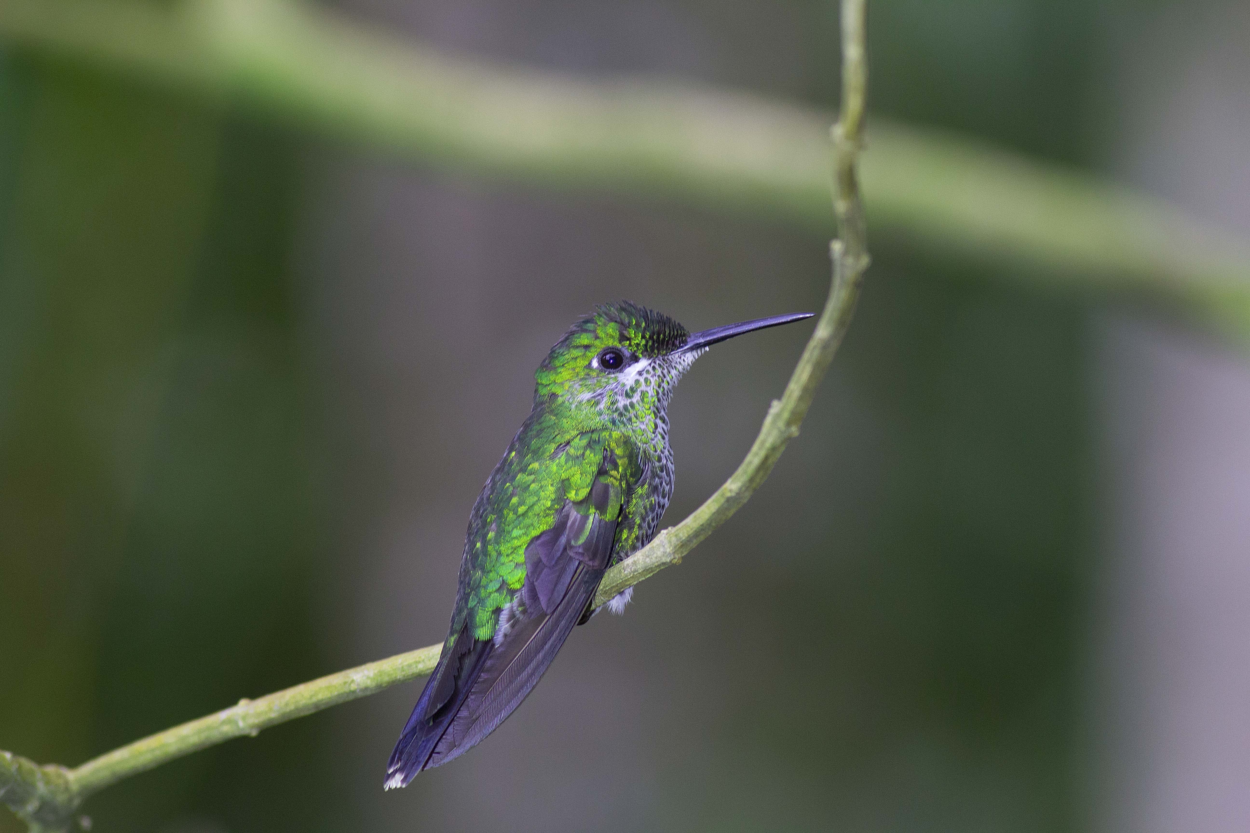 Green-crowned Brilliant — Ana fotoğraf
