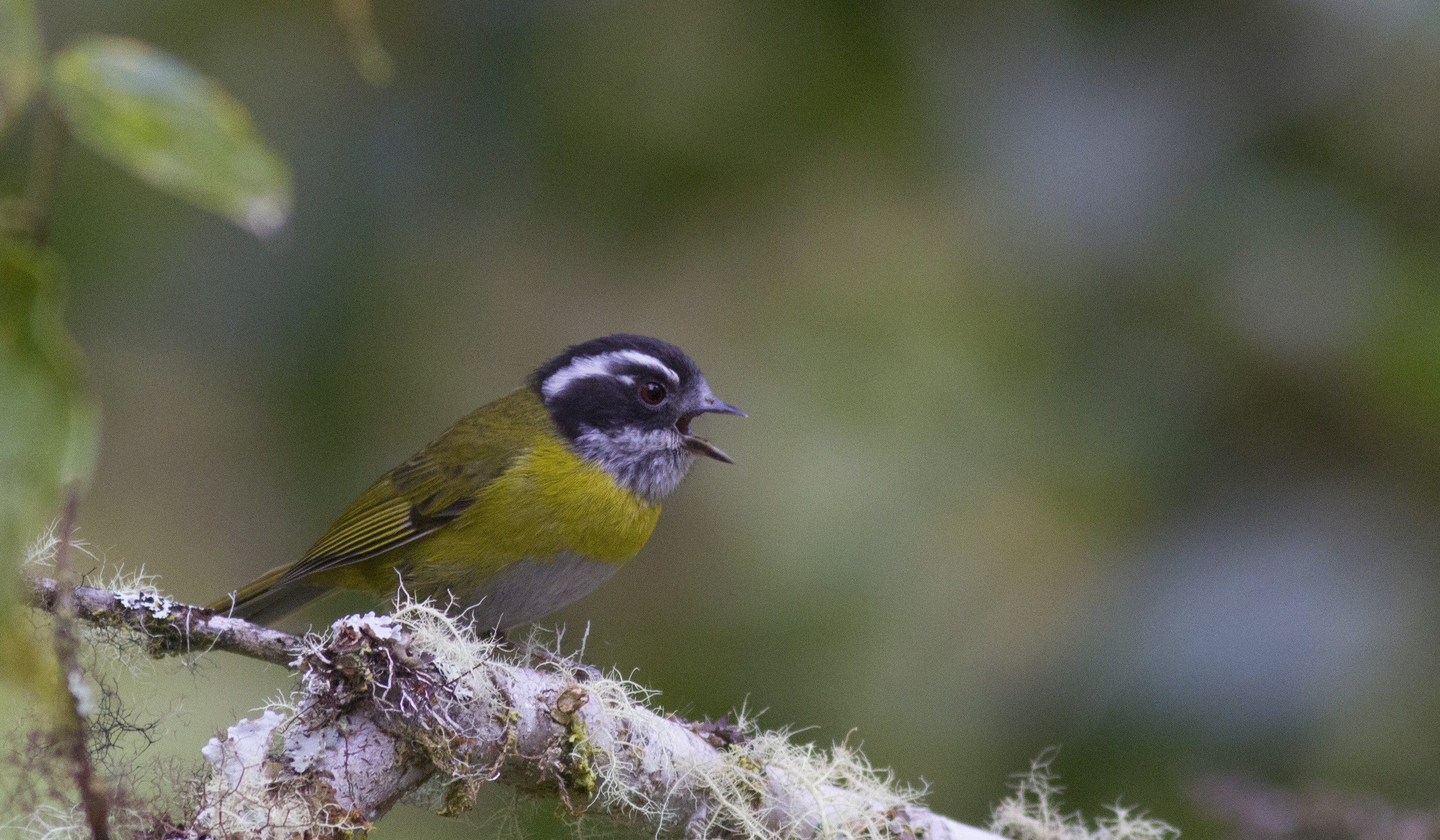 Sooty-capped Bush-tanager — Ana fotoğraf