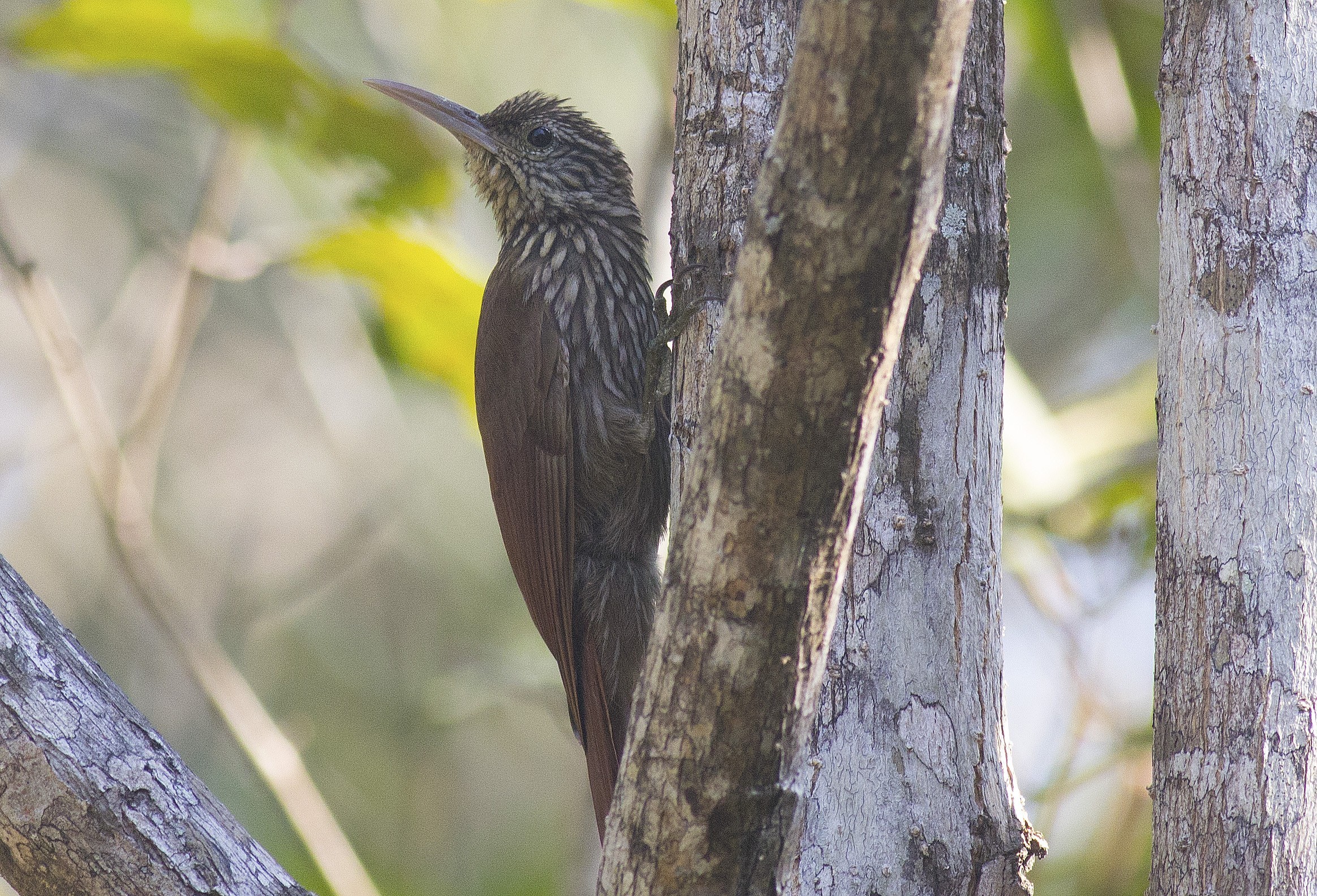 Streak-headed Woodcreeper — Ana fotoğraf