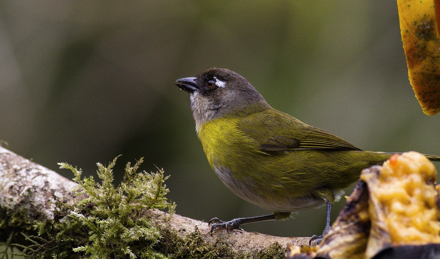 Common Bush-tanager