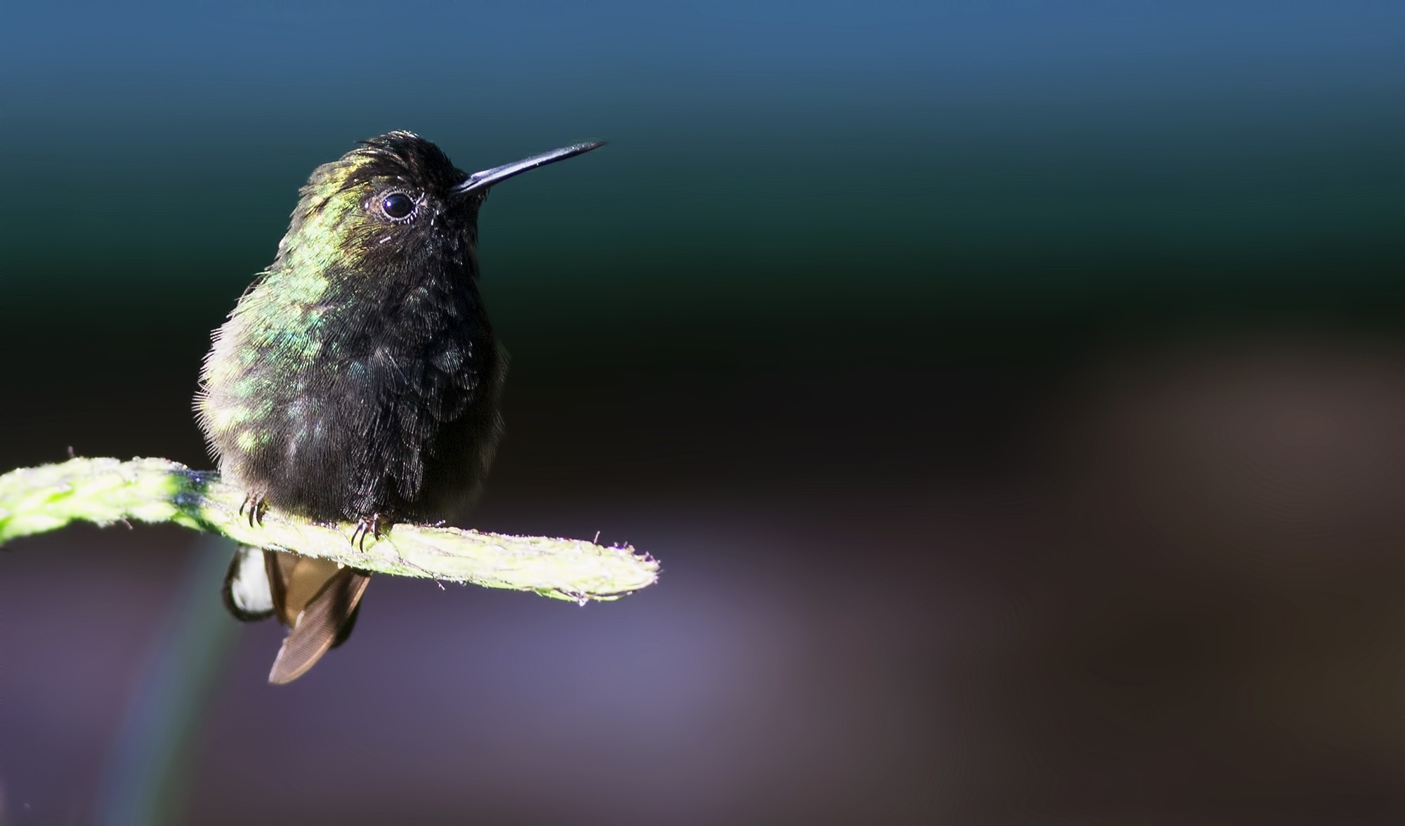 Black-bellied Hummingbird
