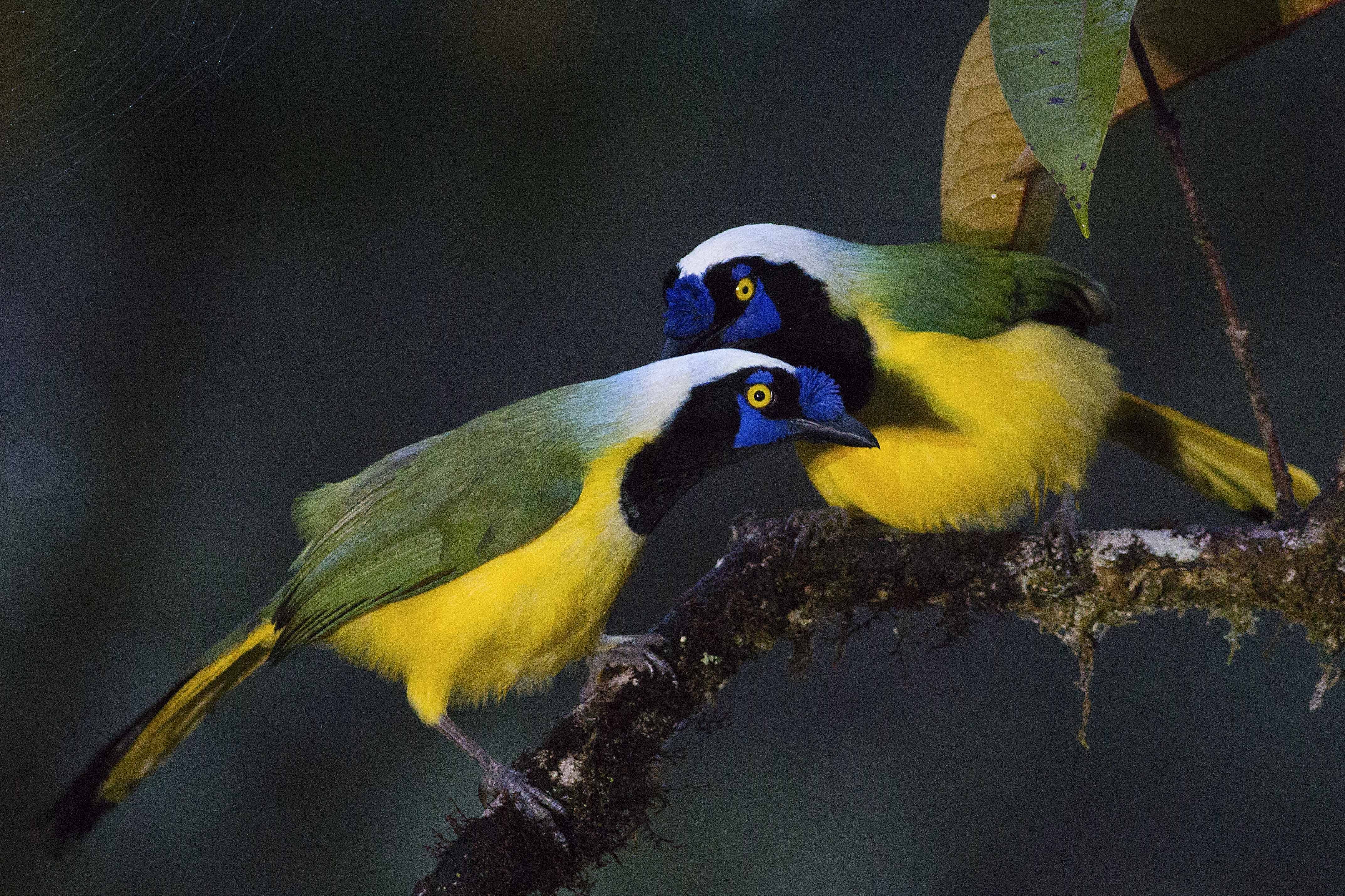 Green Jay