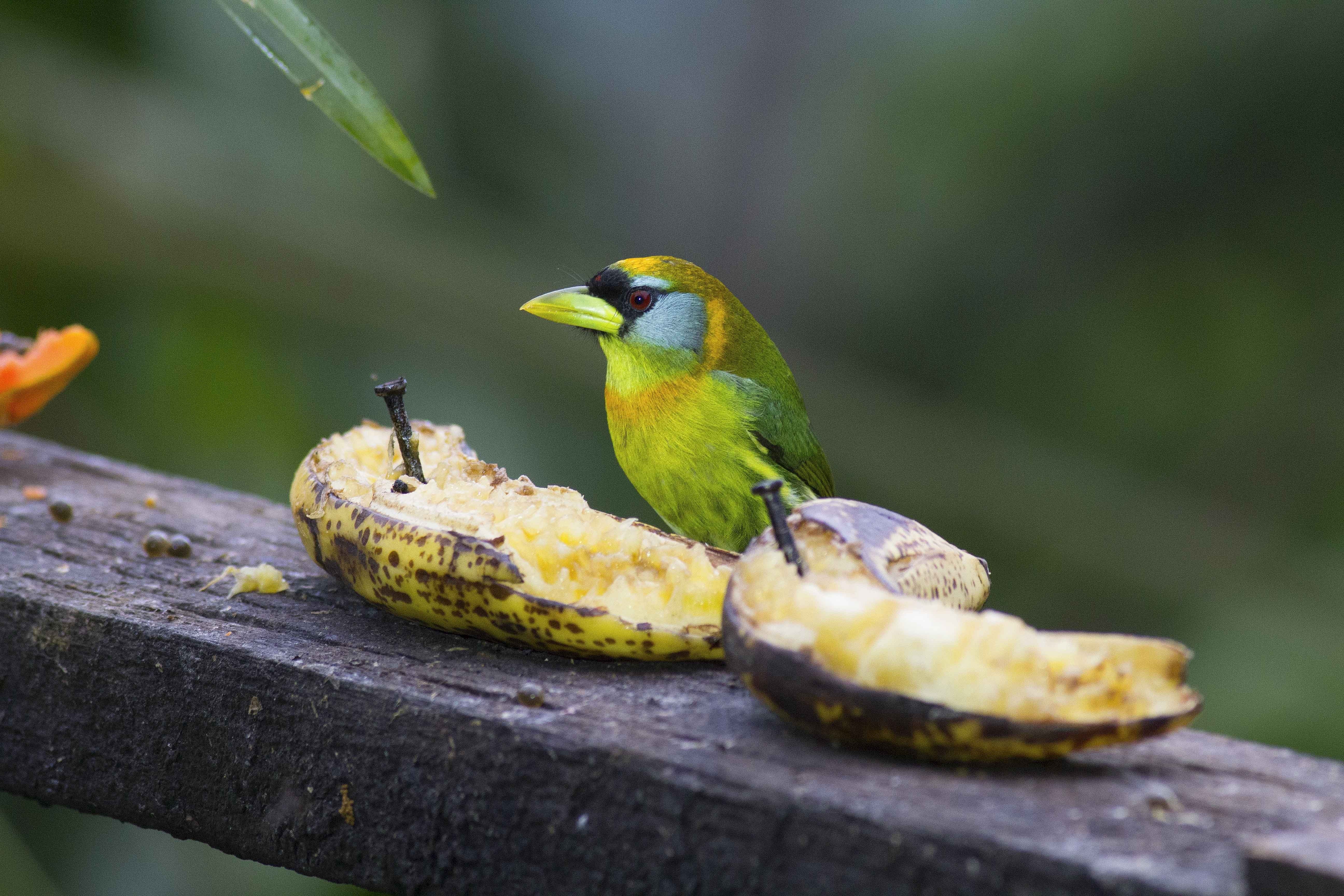 Red-headed Barbet — Ana fotoğraf