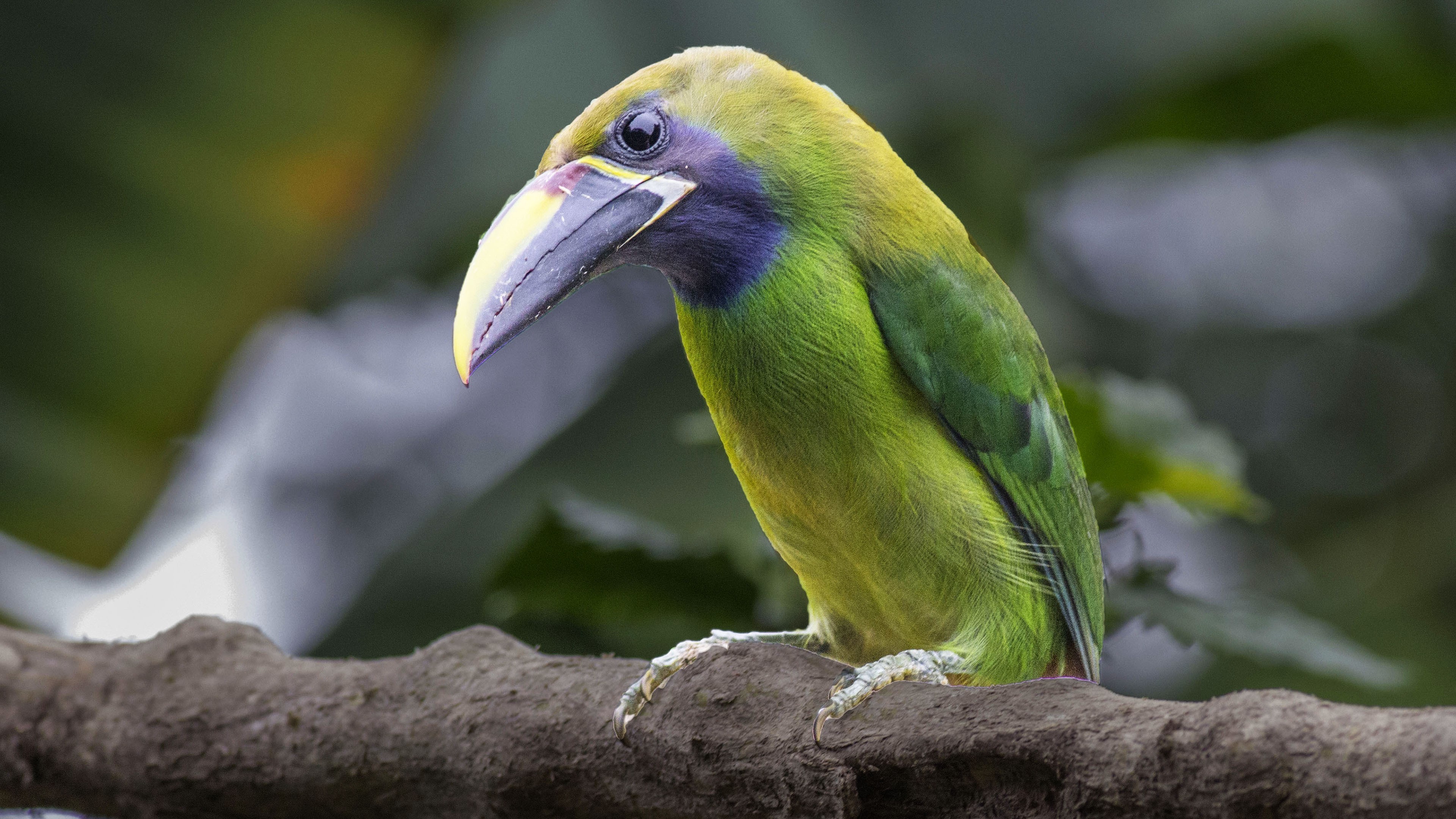 Emerald Toucanet