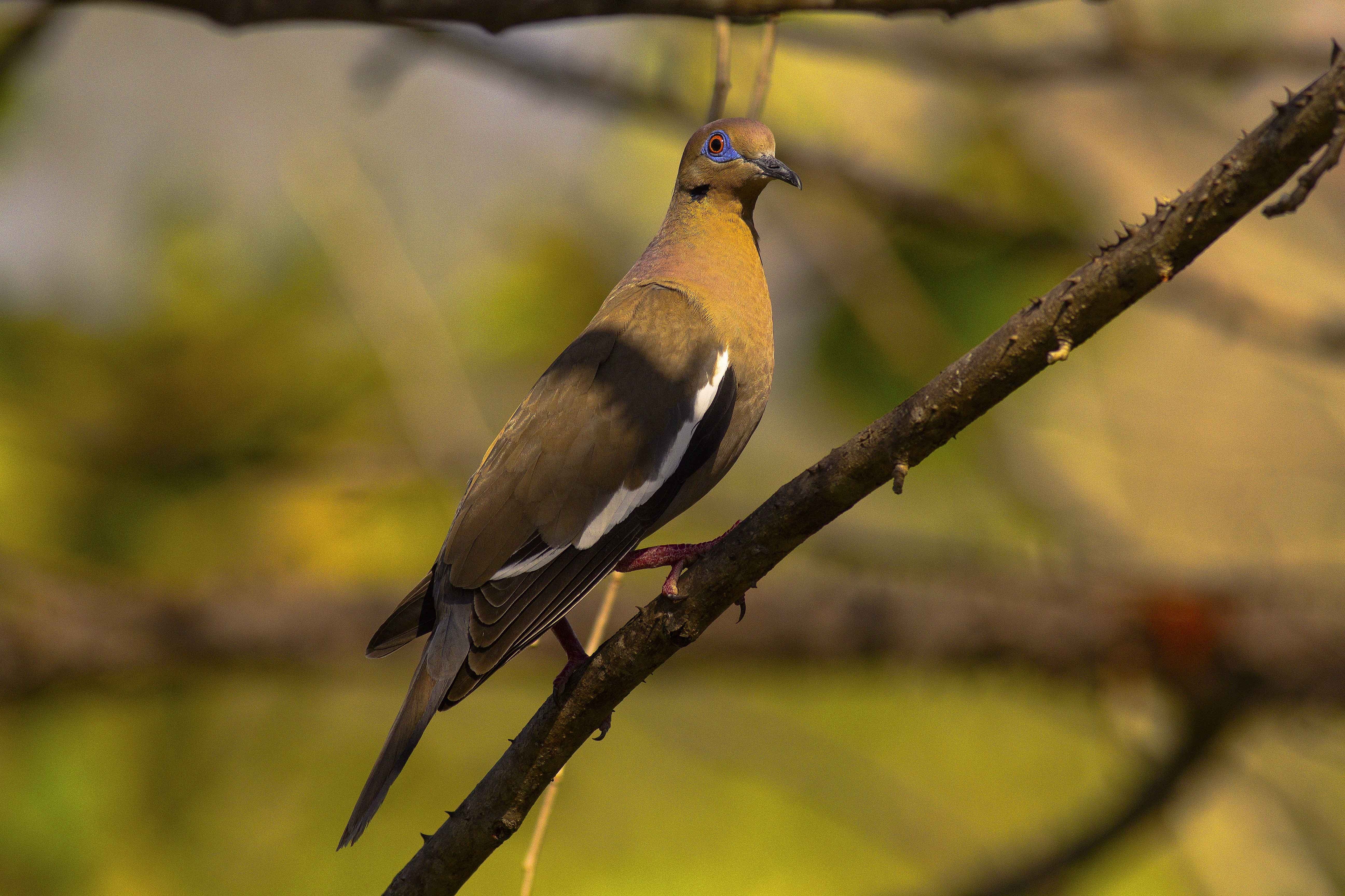 White-winged Dove