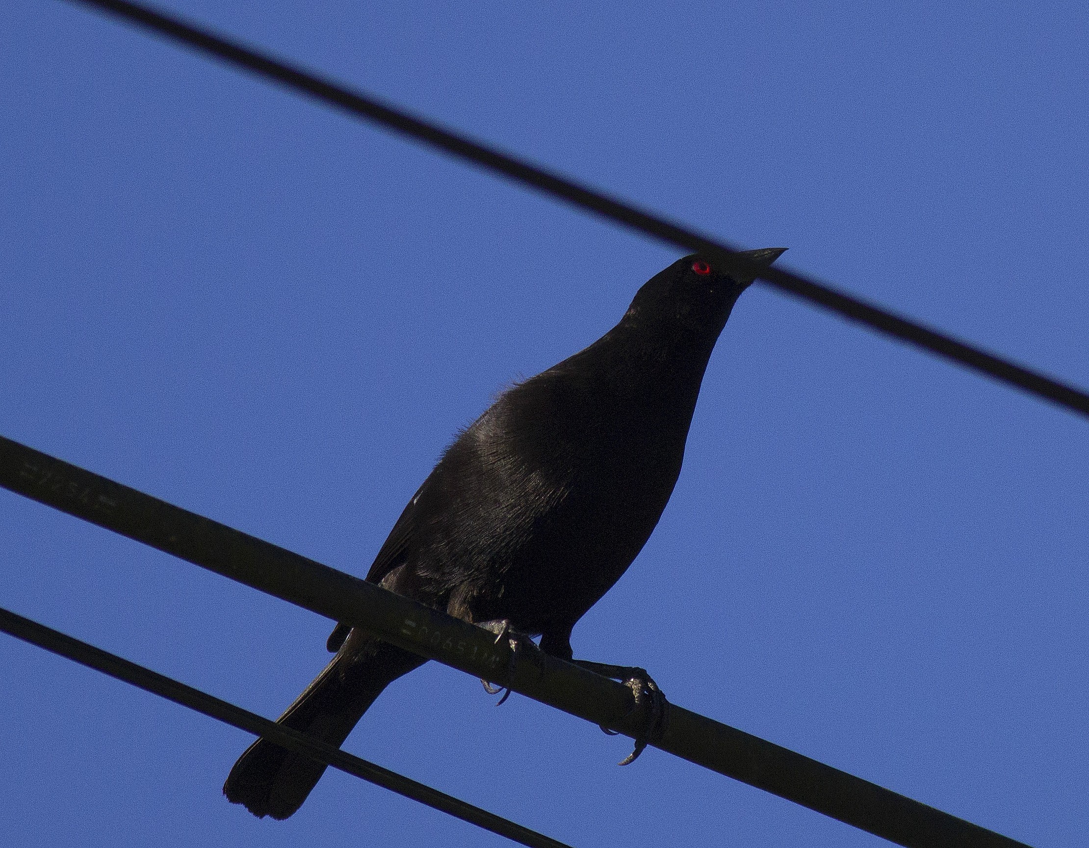 Bronzed Cowbird