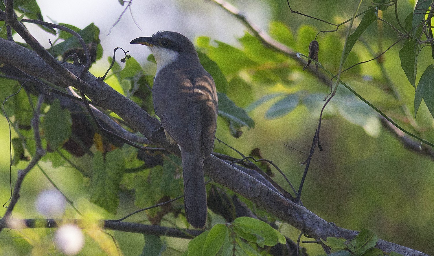 Mangrove Cuckoo — Ana fotoğraf