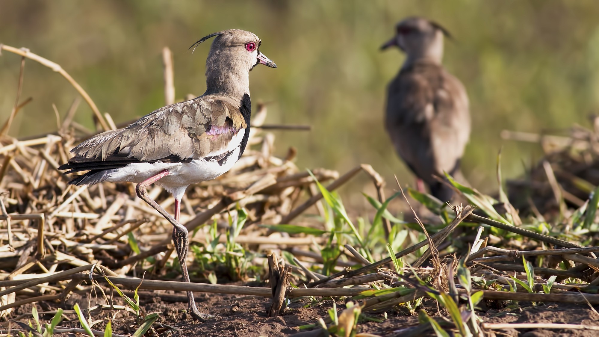 Southern Lapwing