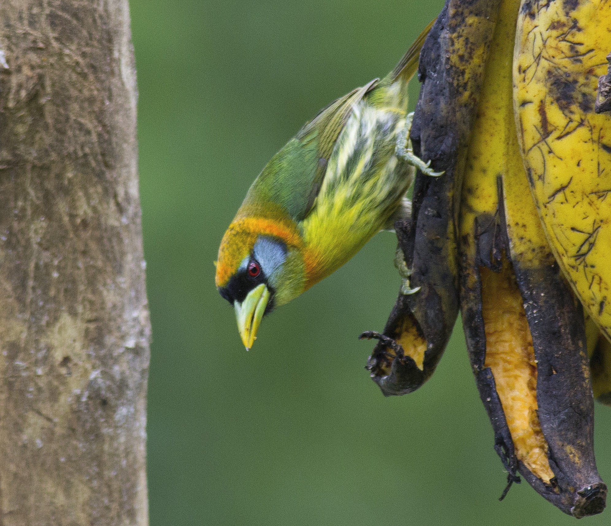 Red-headed Barbet