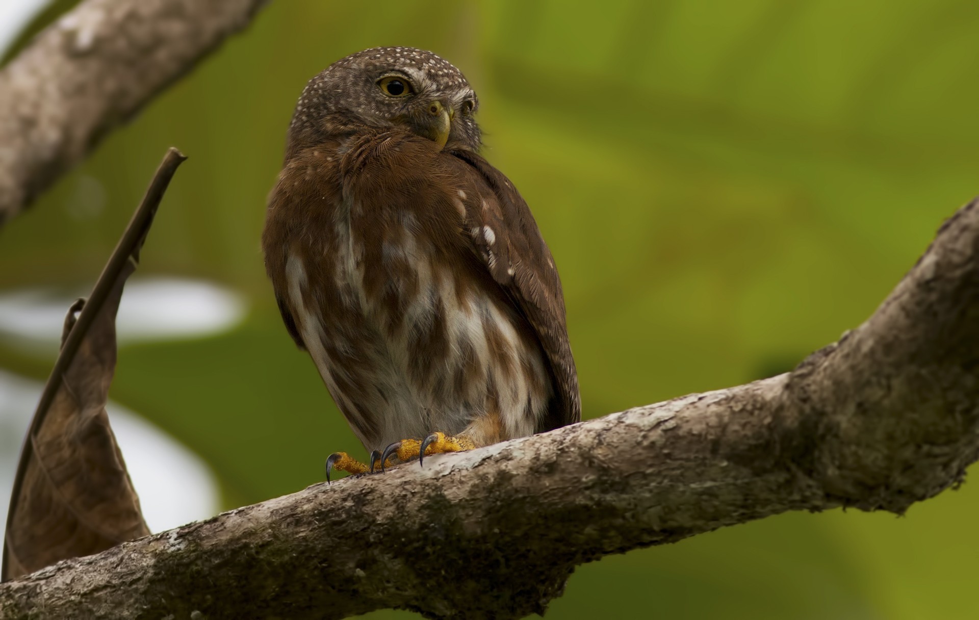 Central American Pygmy-owl