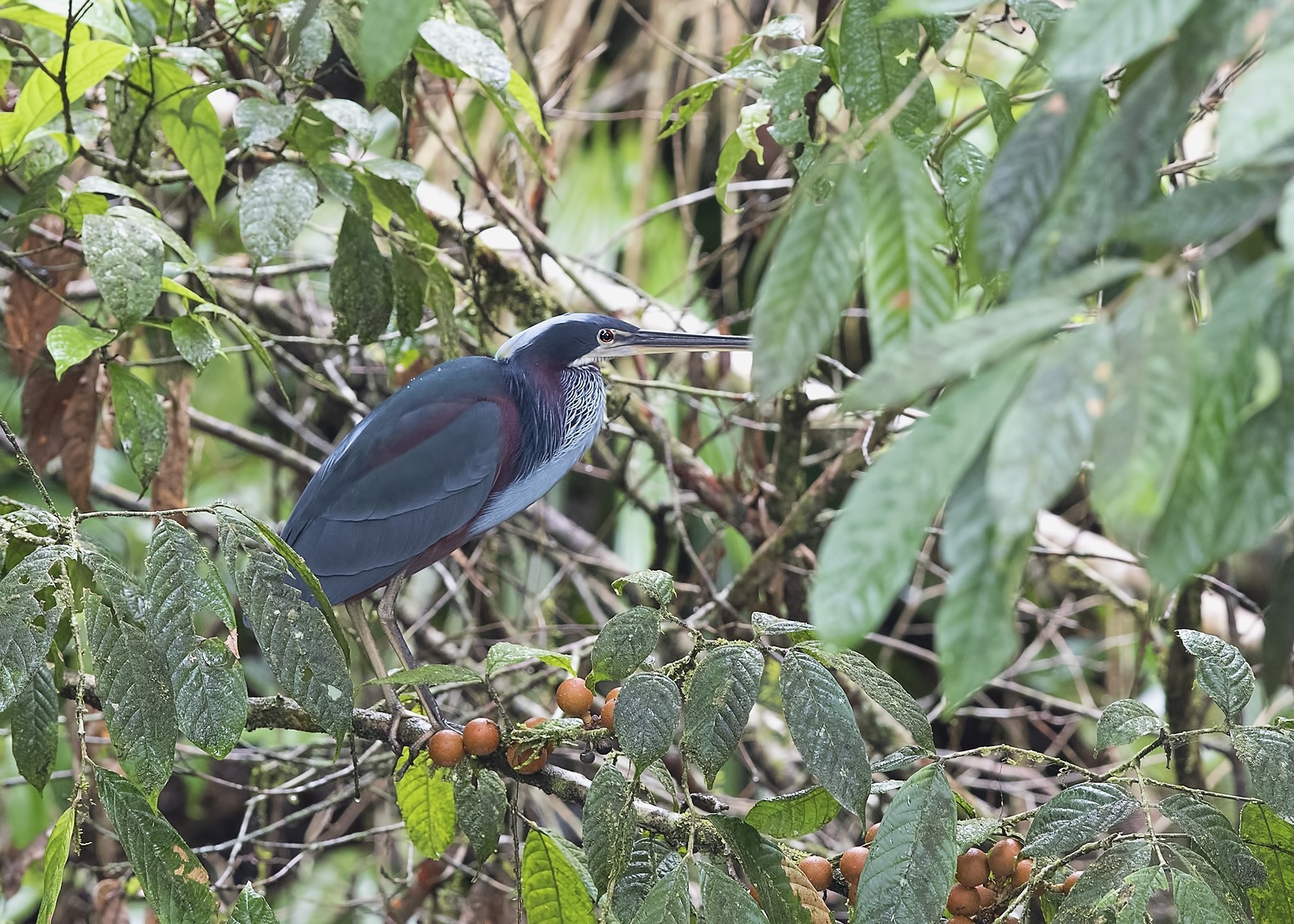 Agami Heron