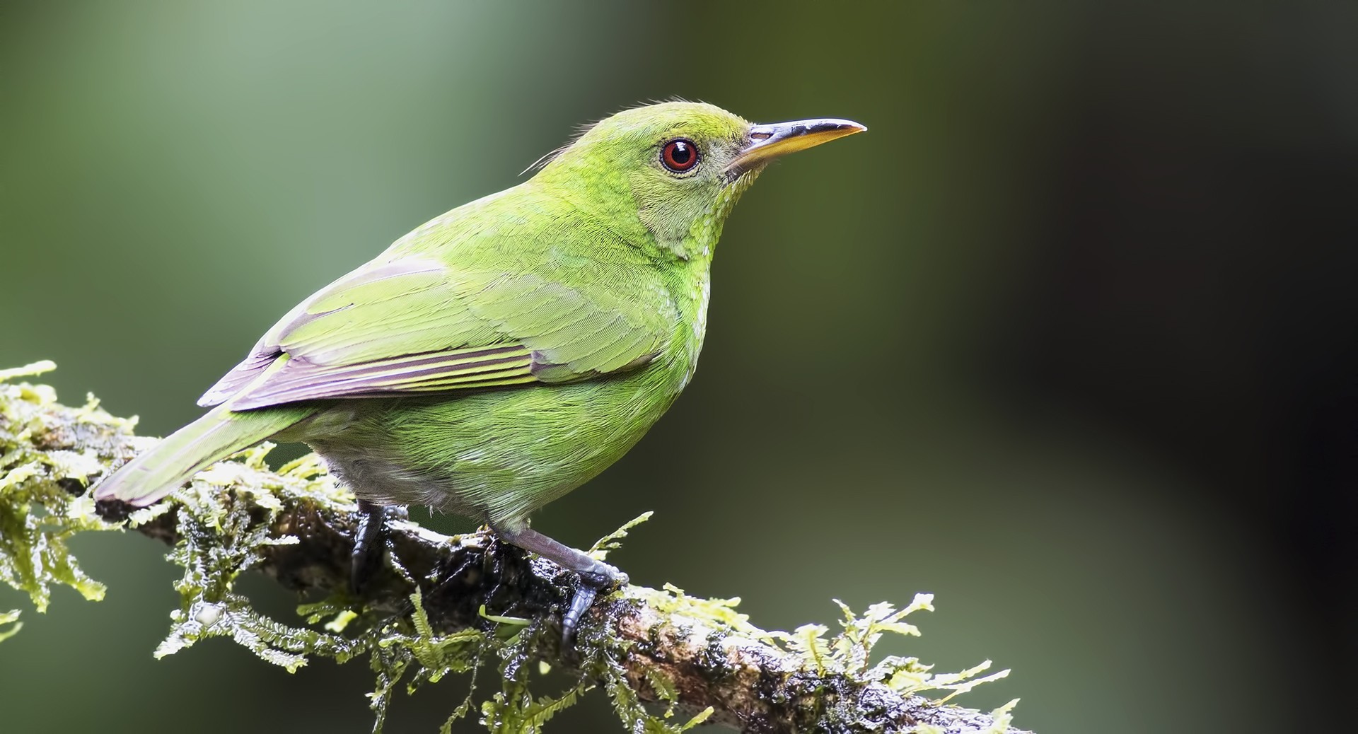 Green Honeycreeper