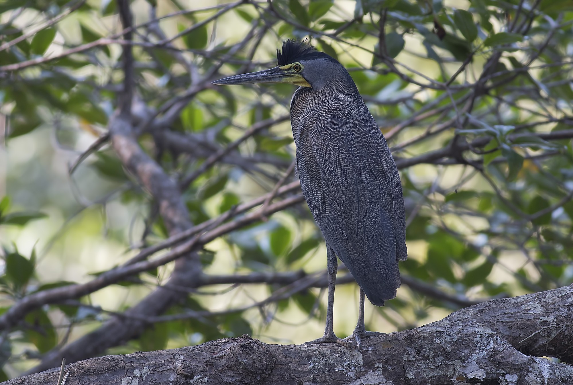 Bare-throated Tiger-heron