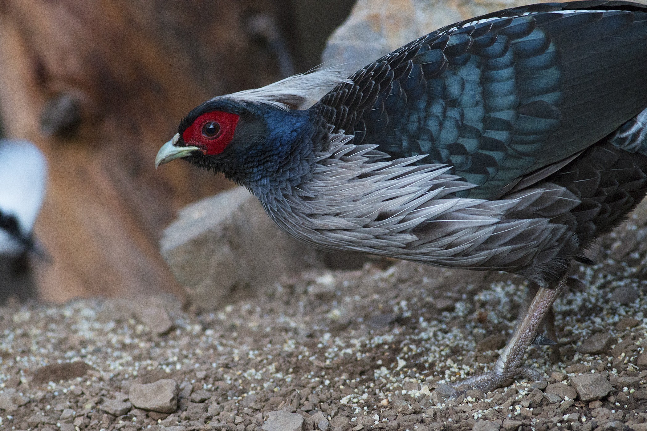 Kalij Pheasant