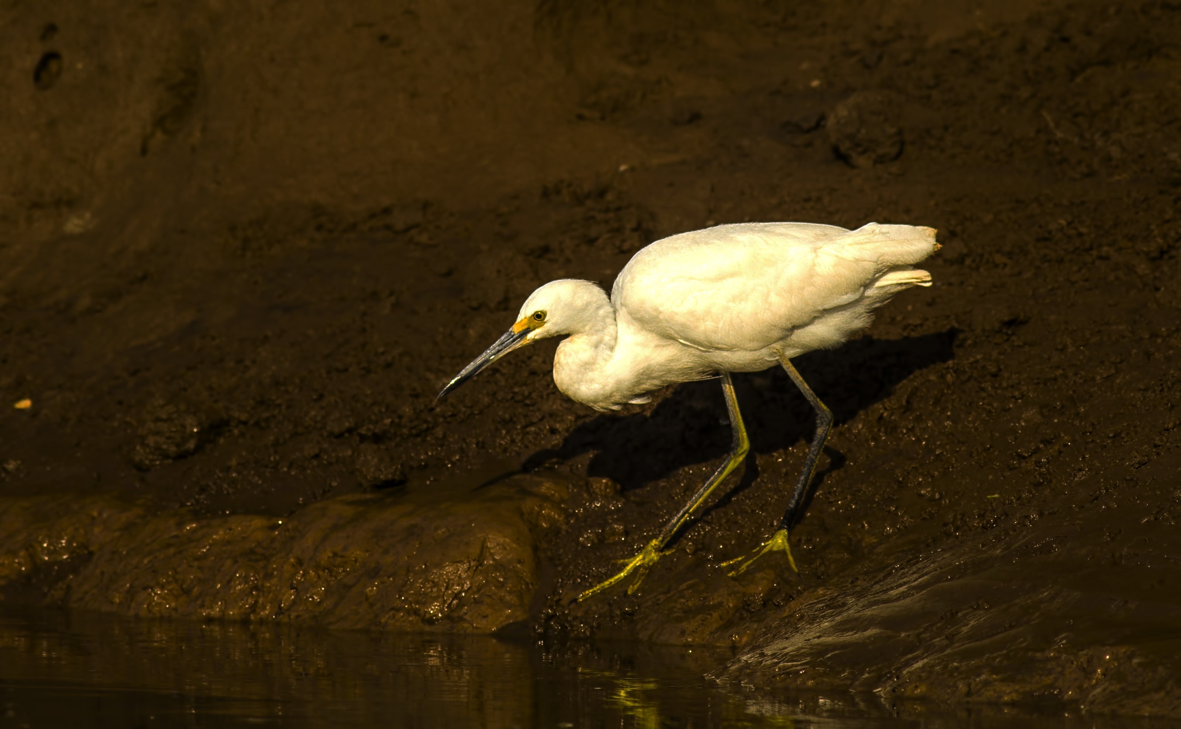 Snowy Egret