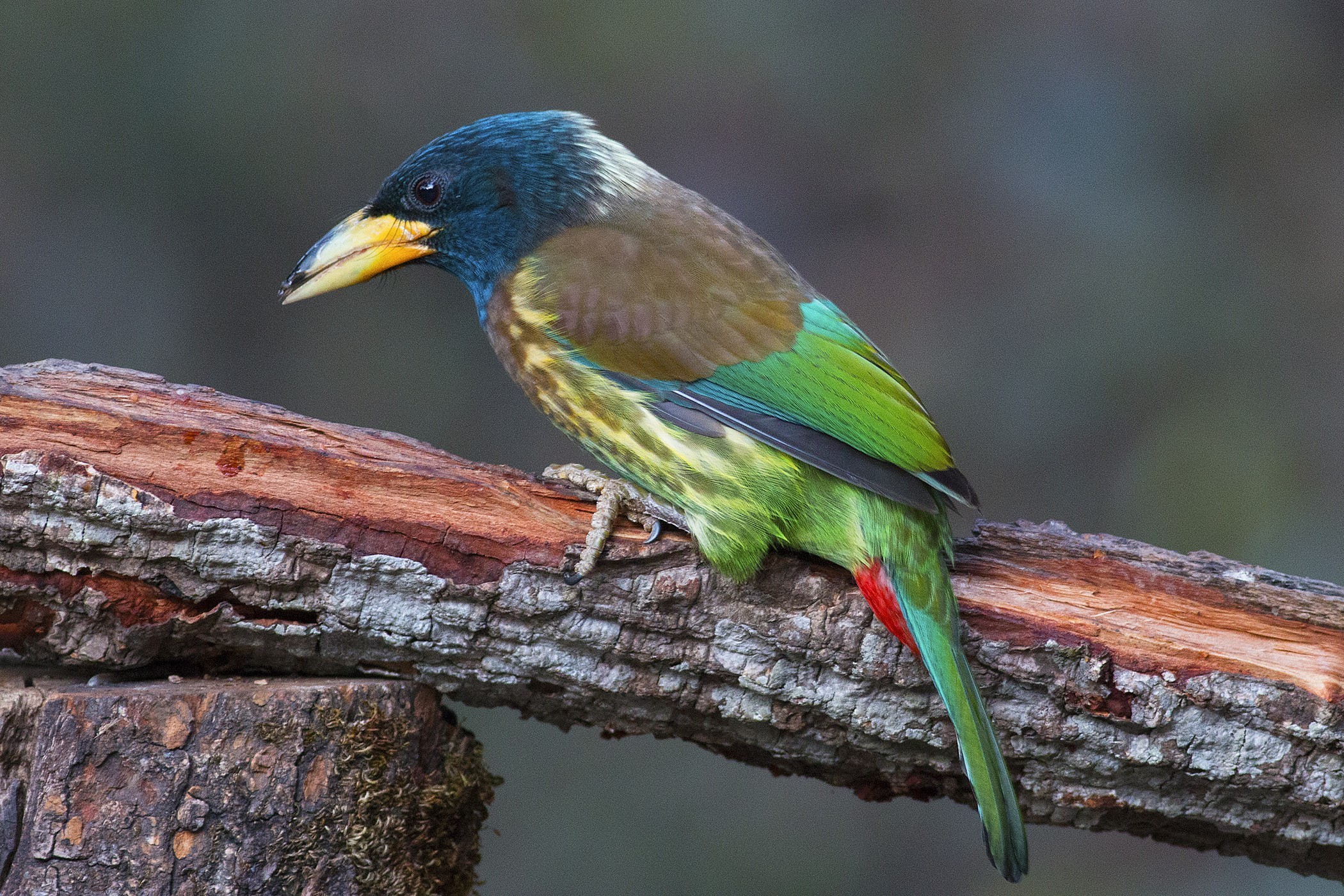 Great Barbet