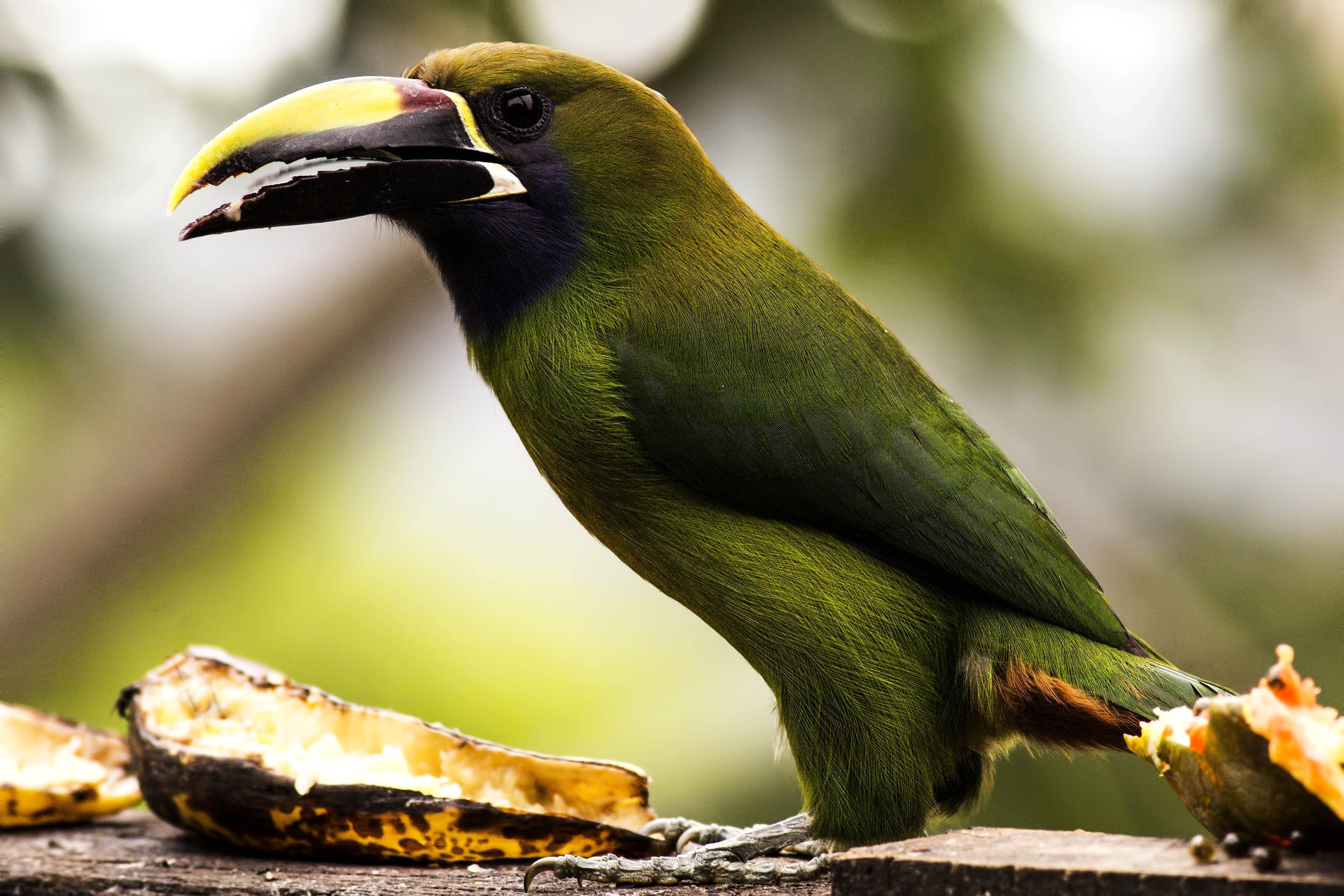 Emerald Toucanet