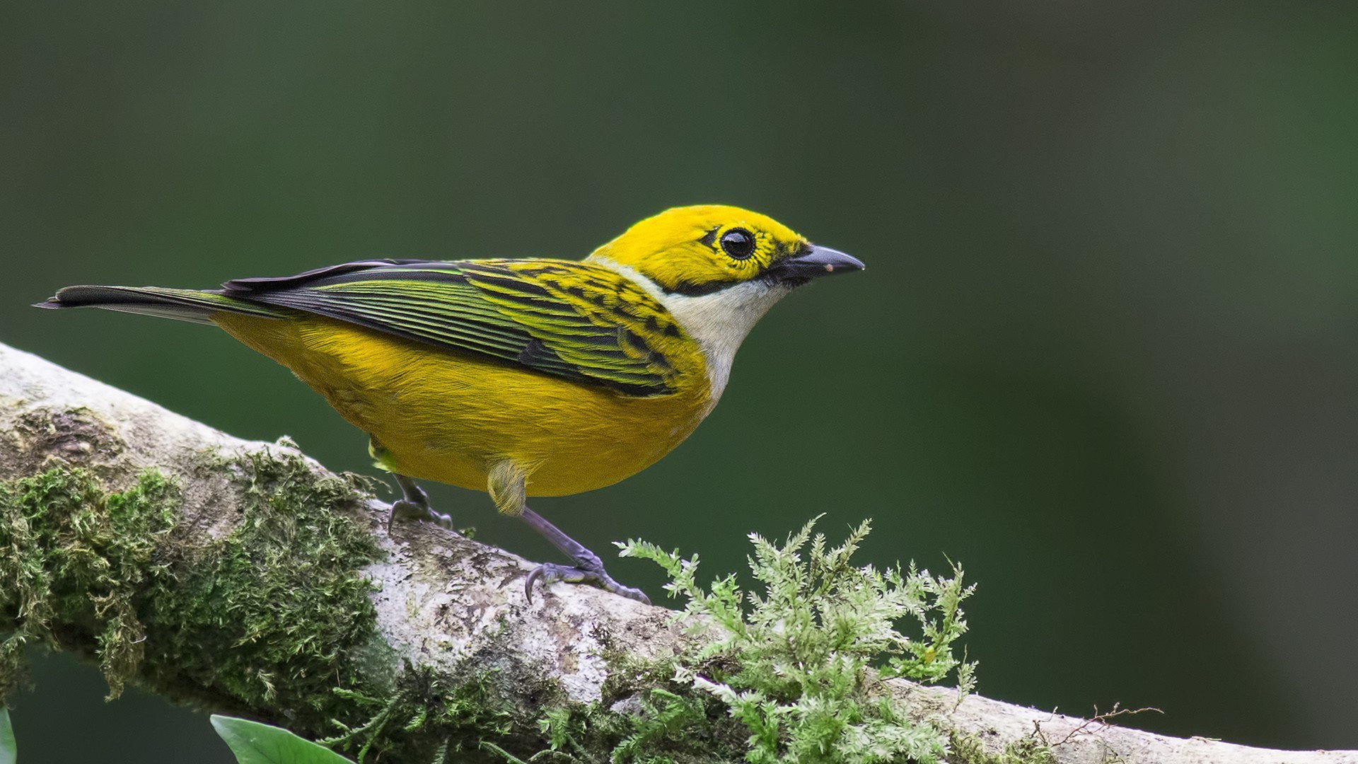 Silver-throated Tanager