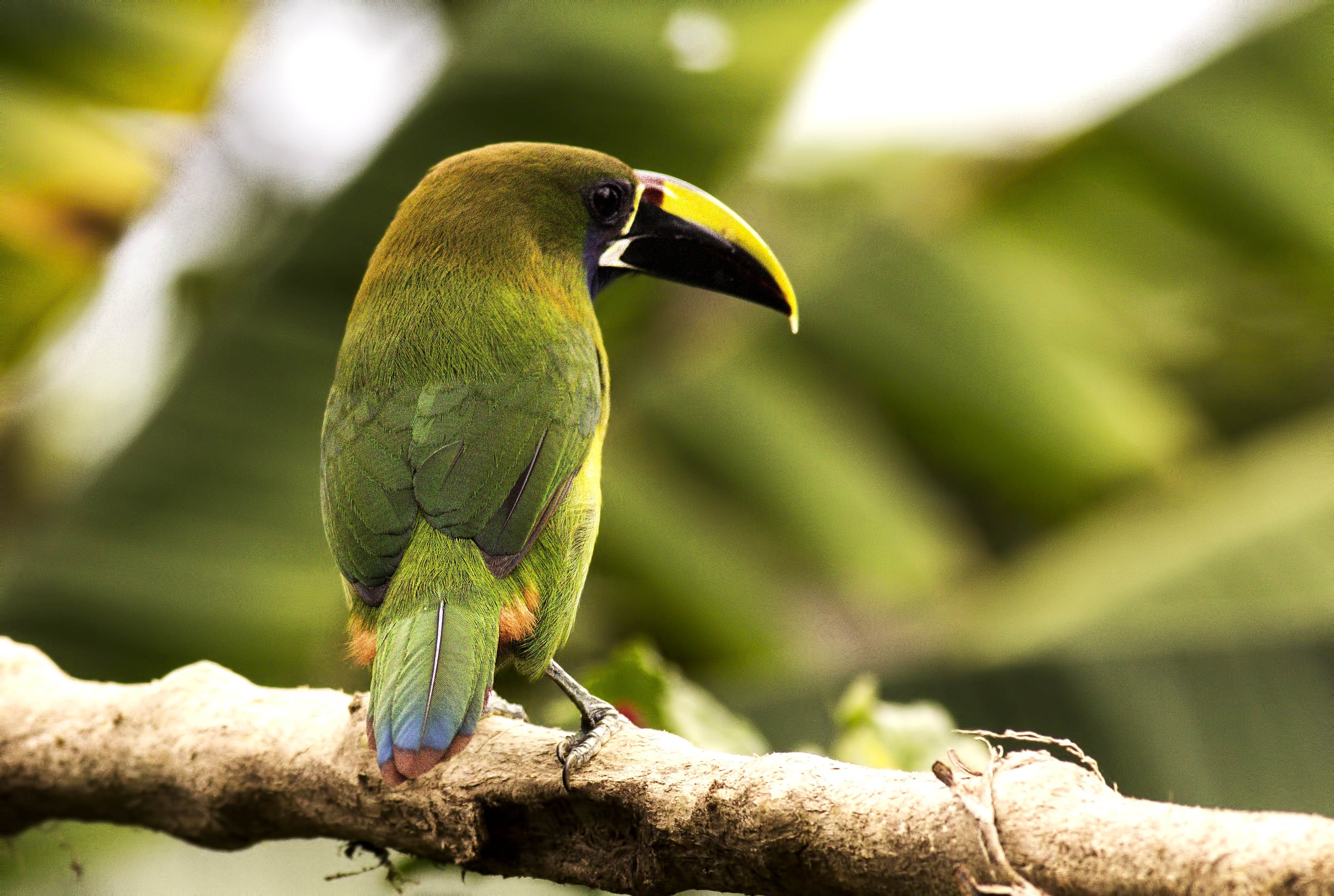 Emerald Toucanet