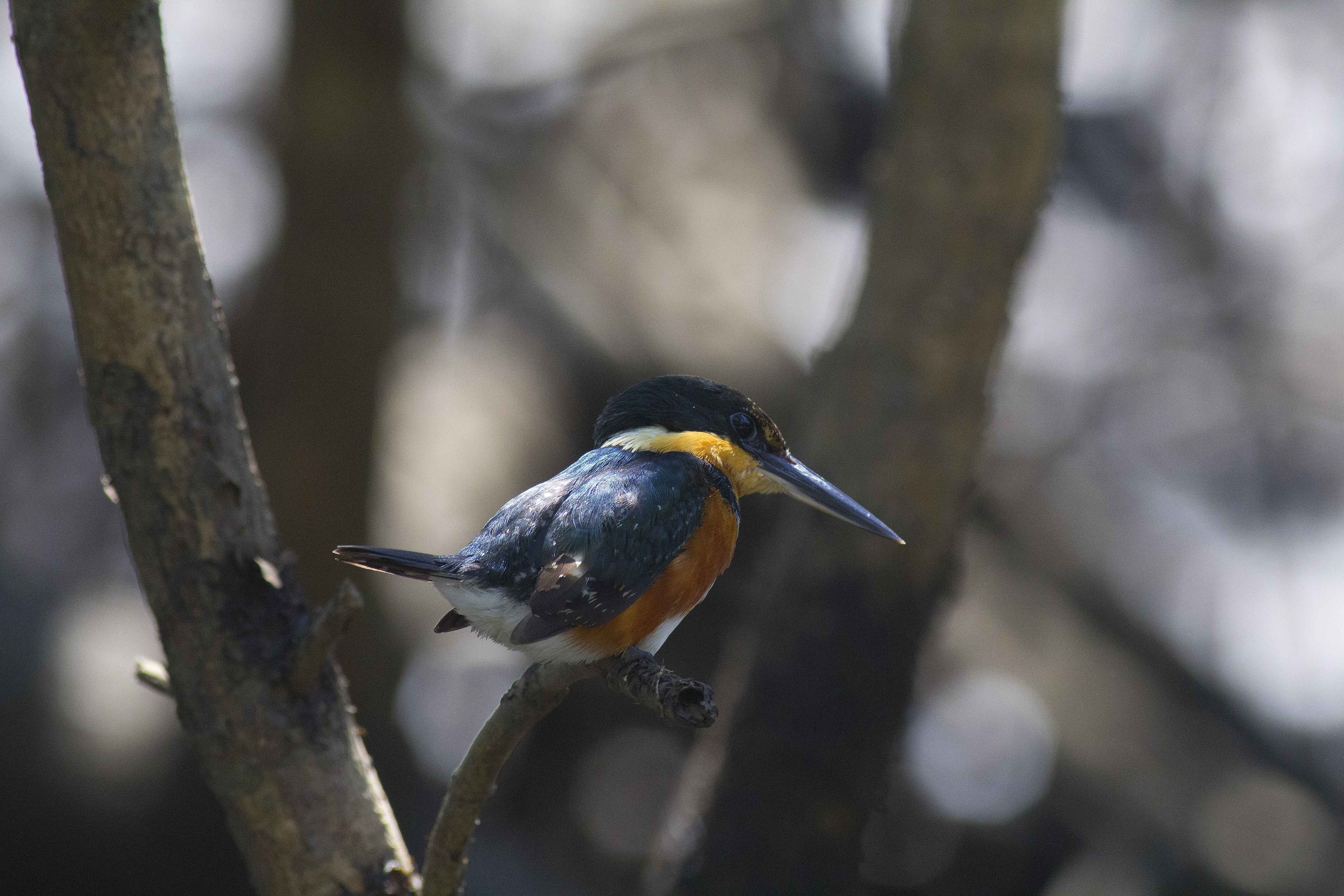 American Pygmy-kingfisher — Ana fotoğraf