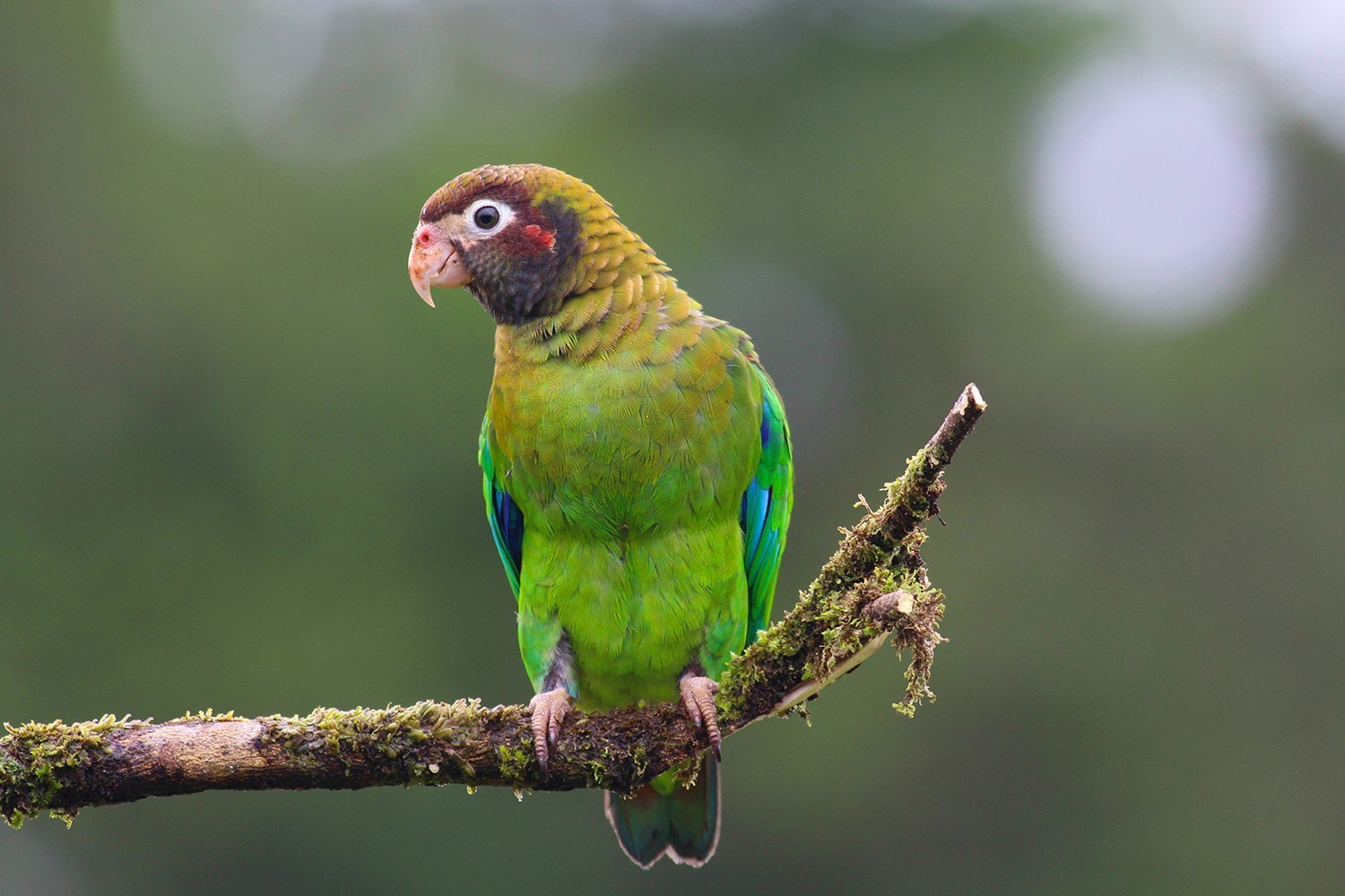 Brown-hooded Parrot