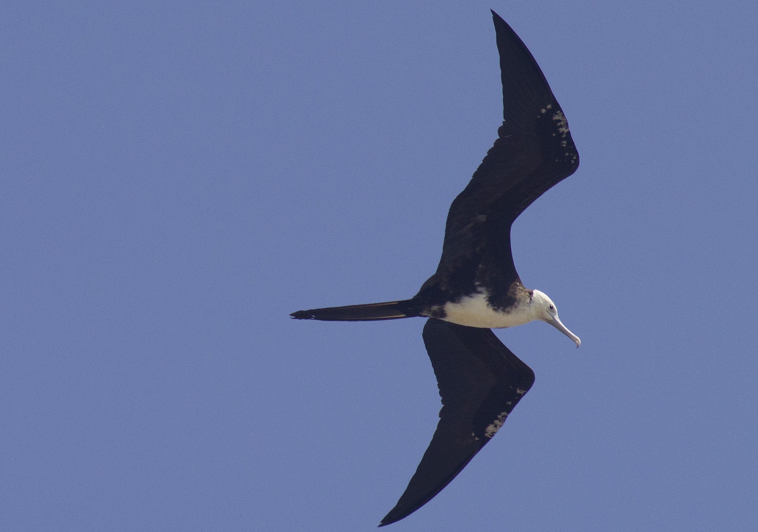 Magnificent Frigatebird