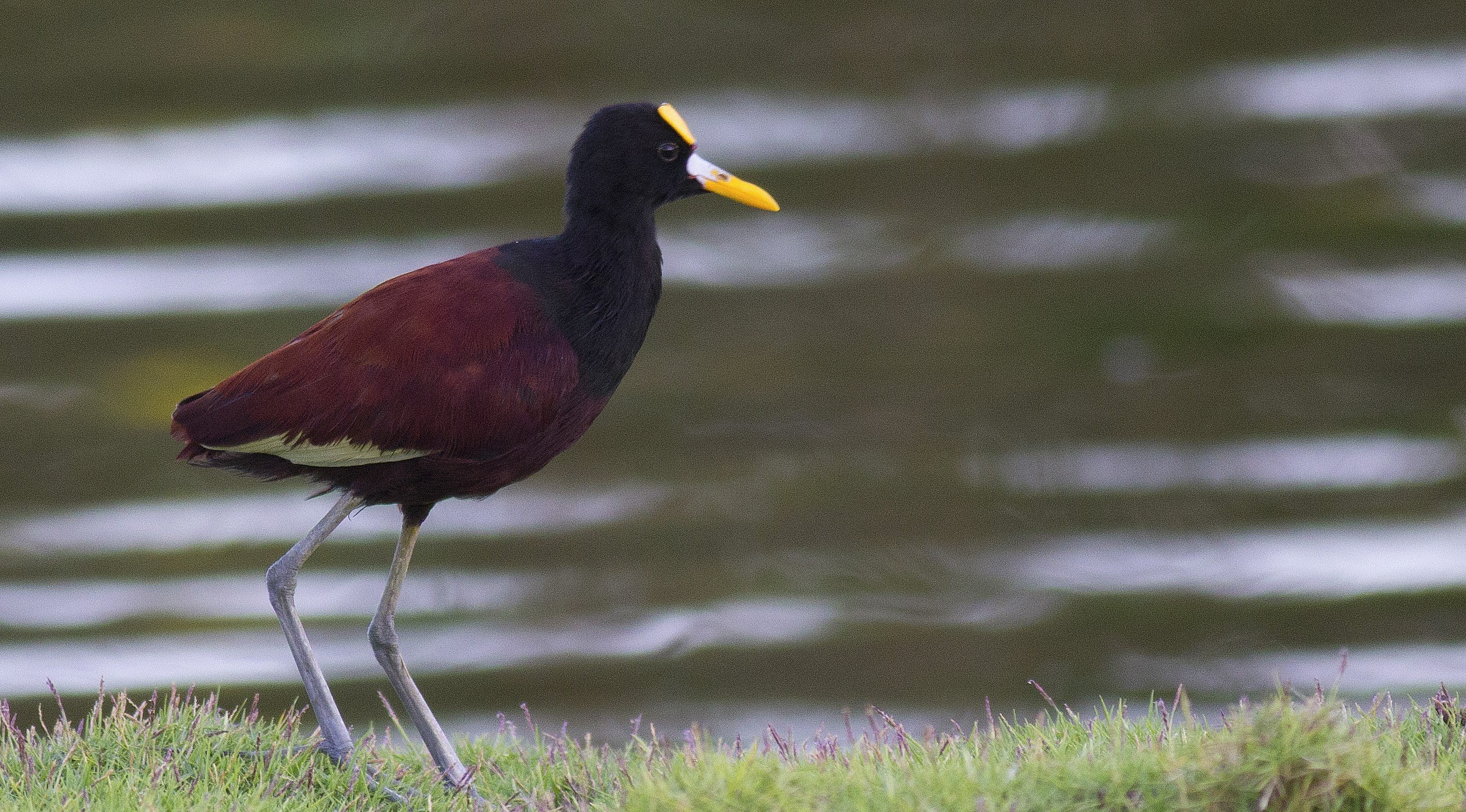 Northern Jacana — Ana fotoğraf