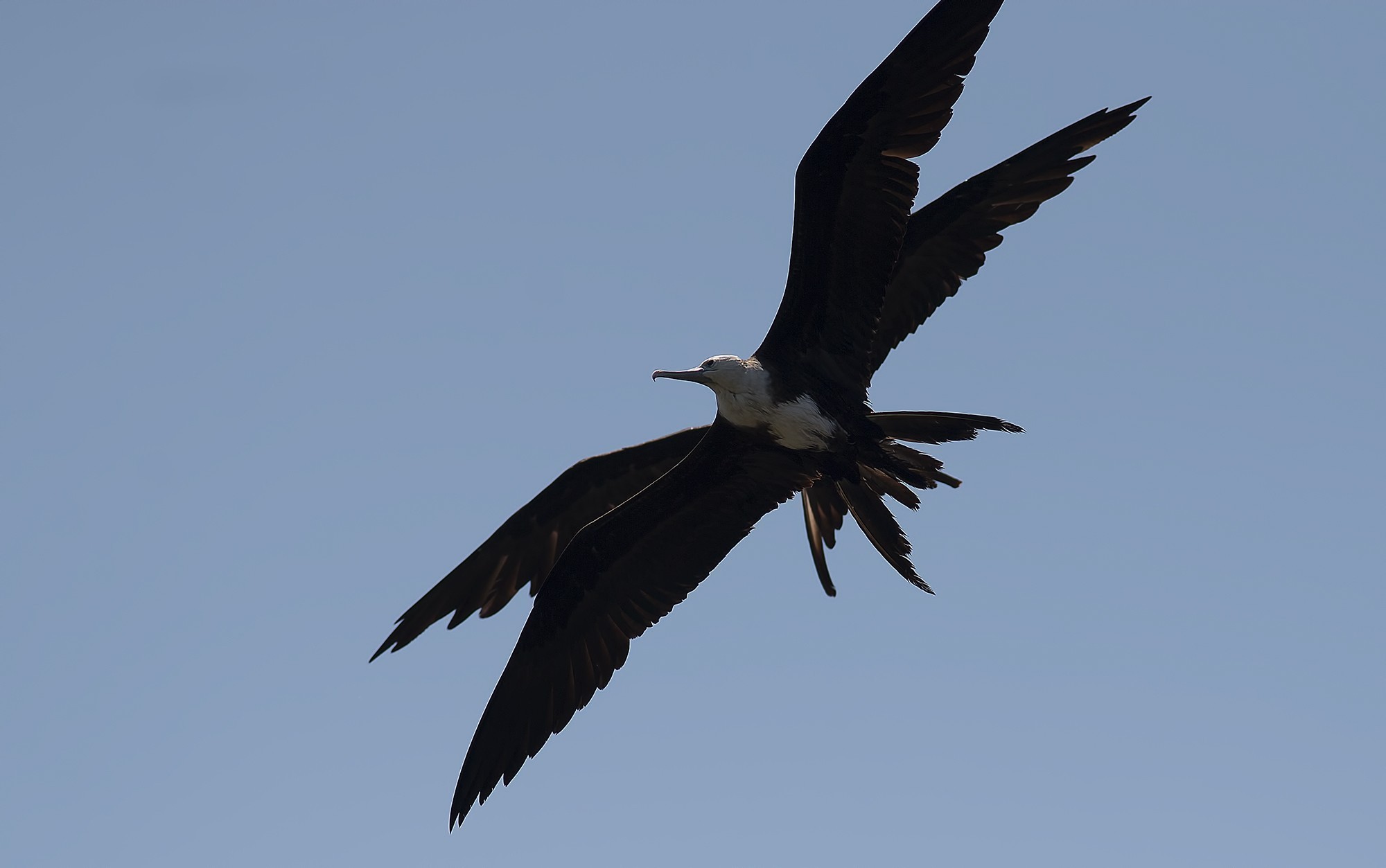 Magnificent Frigatebird — Ana fotoğraf