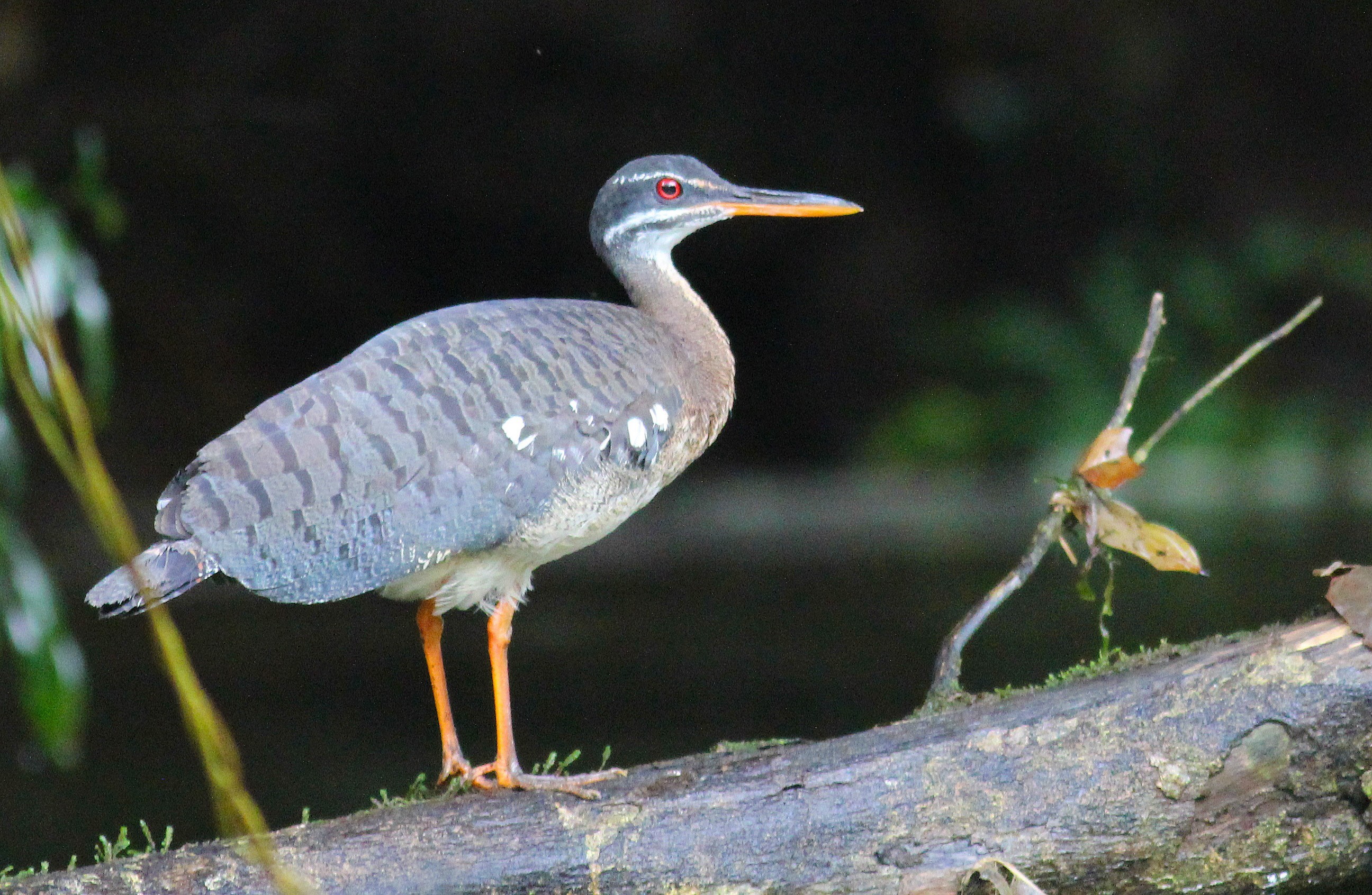 Sunbittern