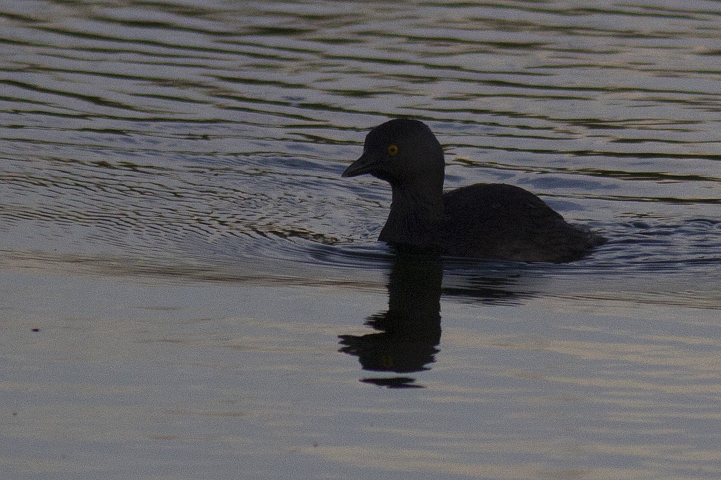 Least Grebe