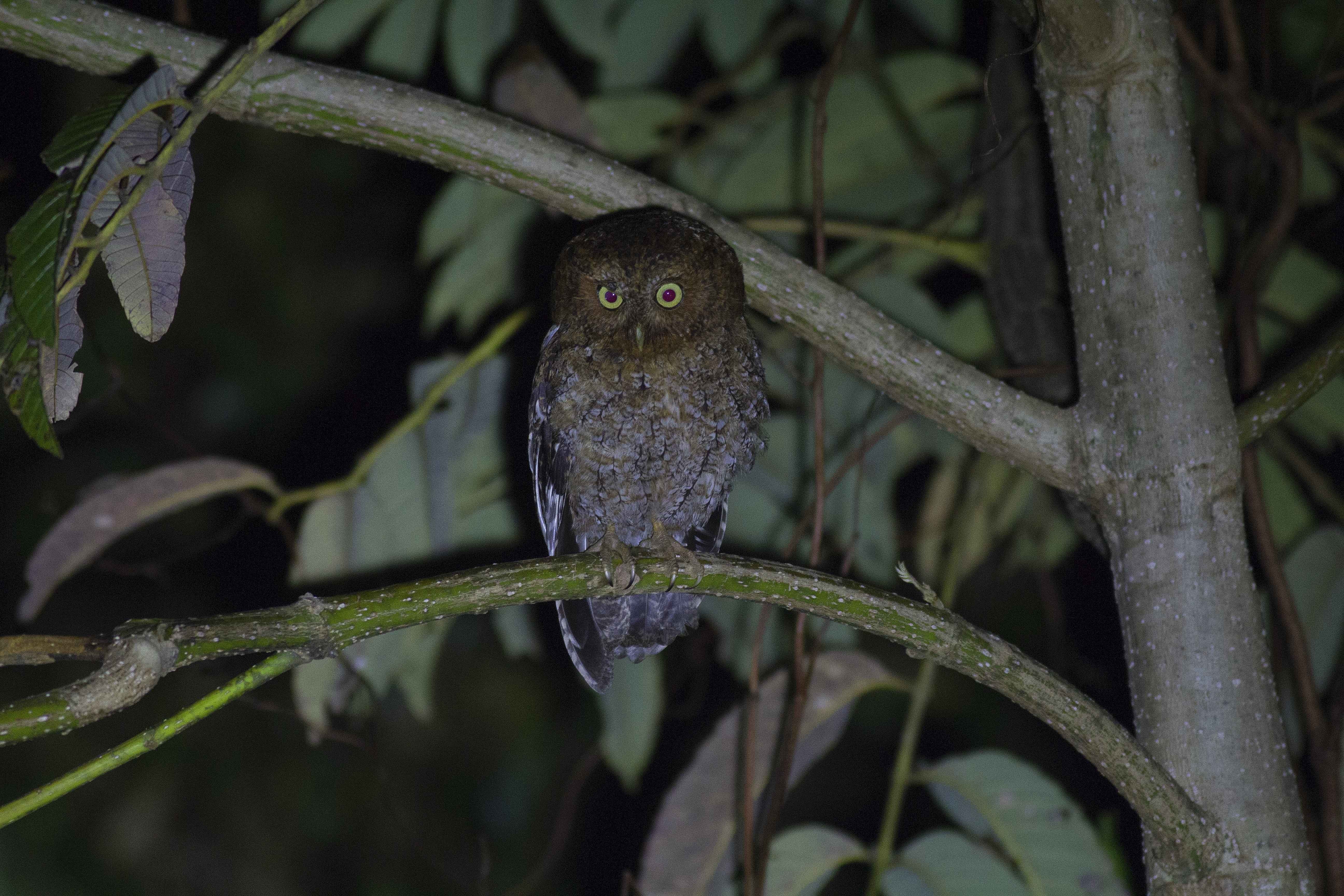 Bare-shanked Screech-owl — Ana fotoğraf