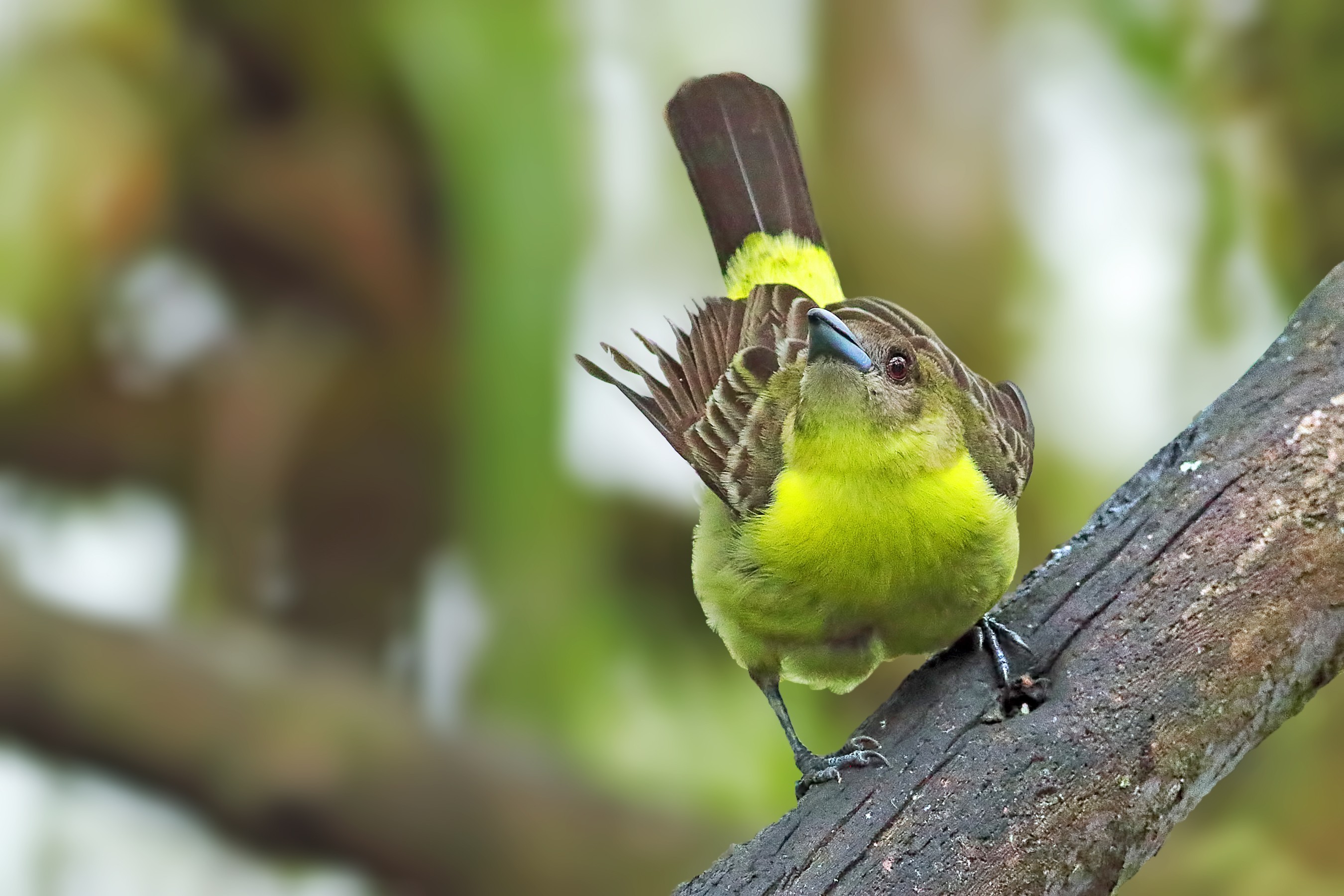 Lemon-rumped Tanager