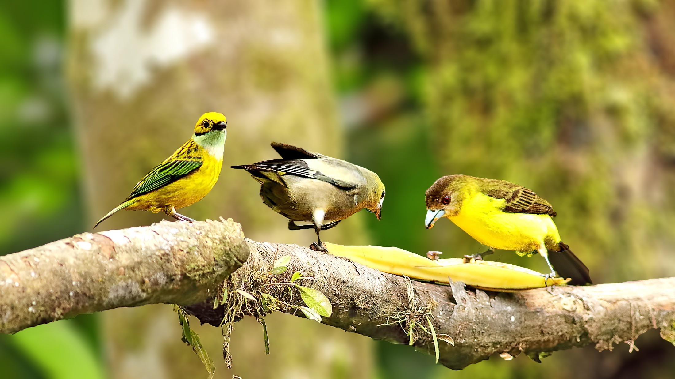 Silver-throated Tanager