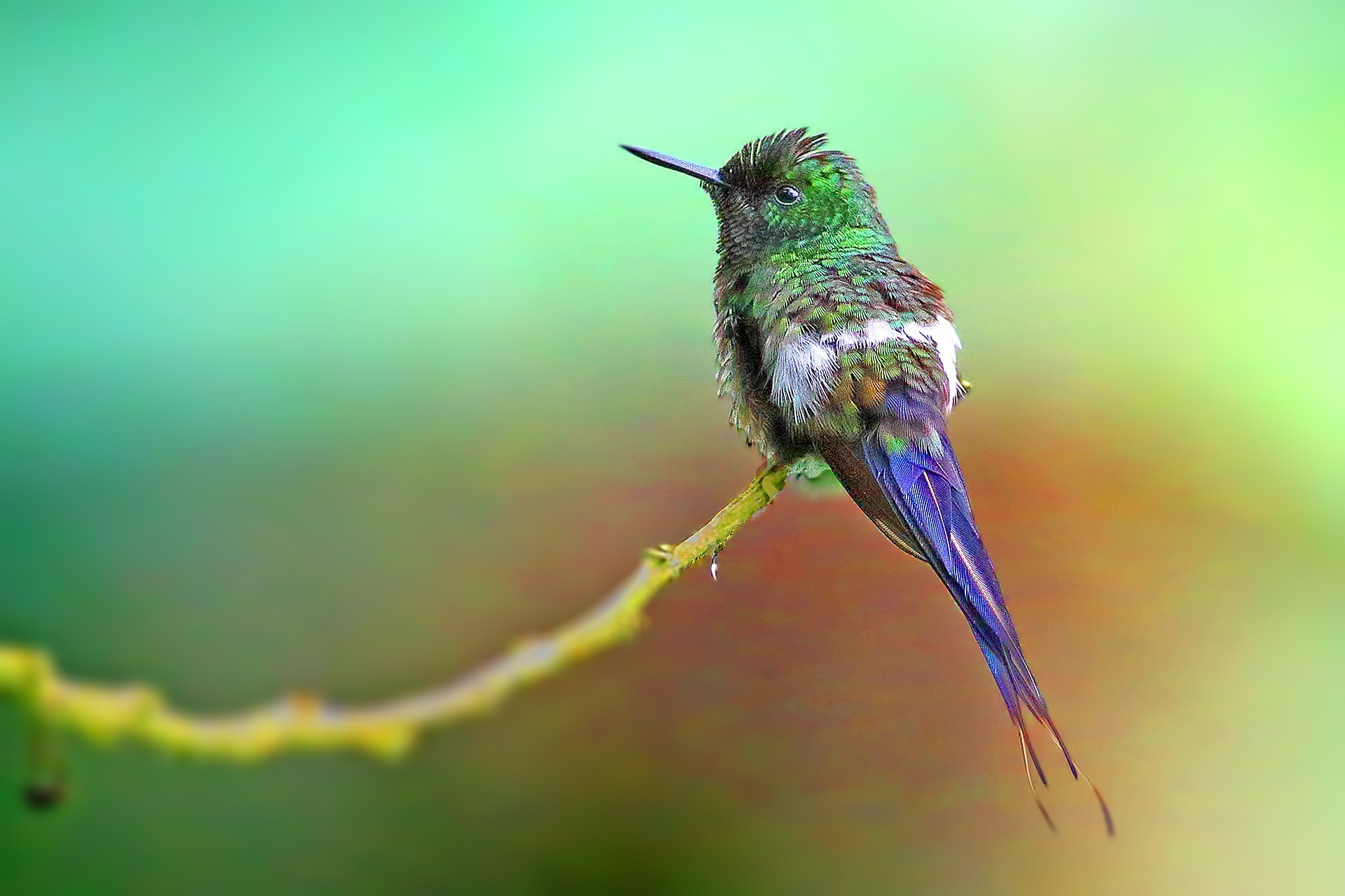 Green Thorntail