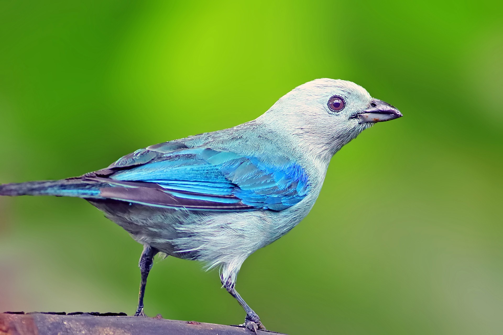 Blue-grey Tanager