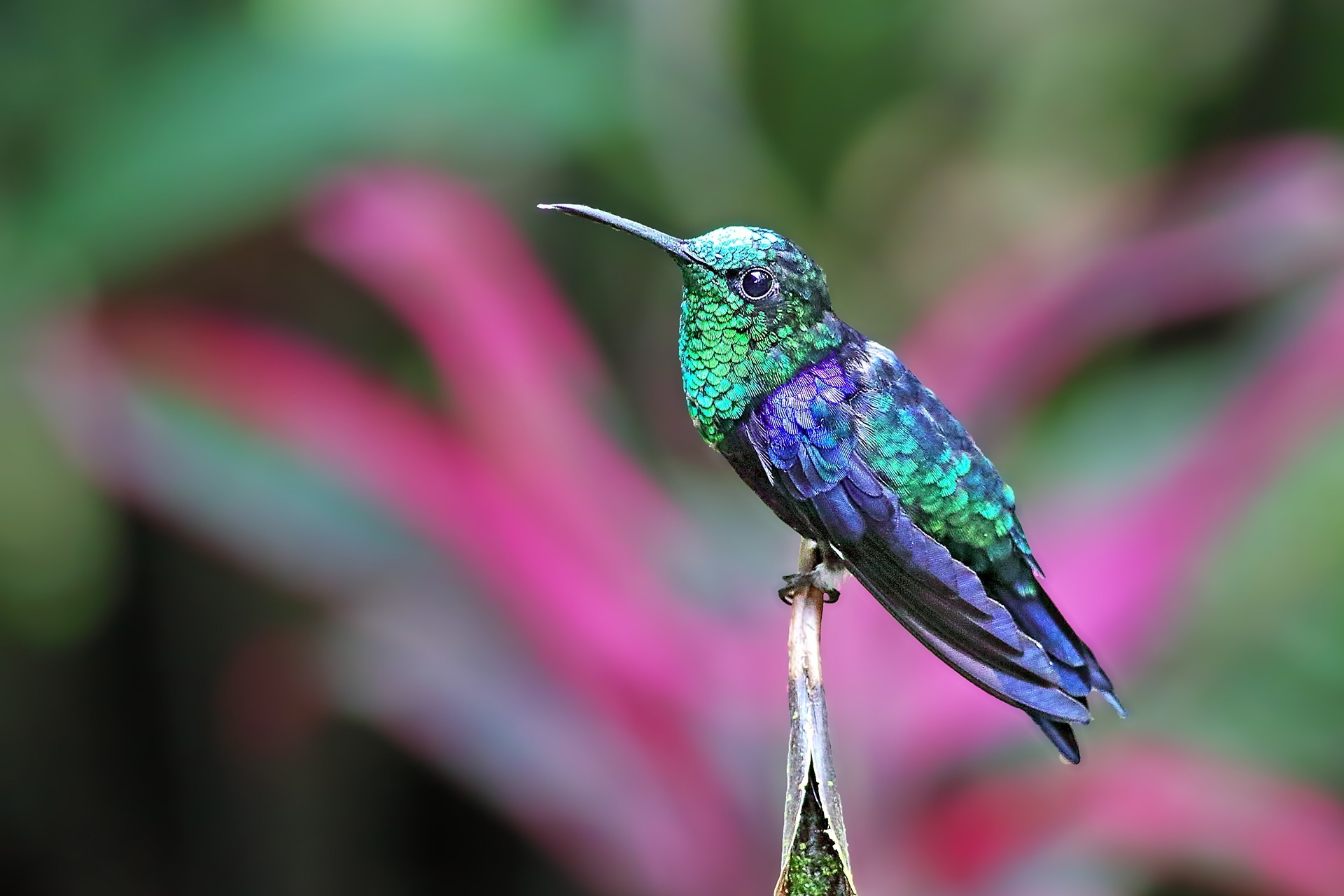 Green-crowned Woodnymph