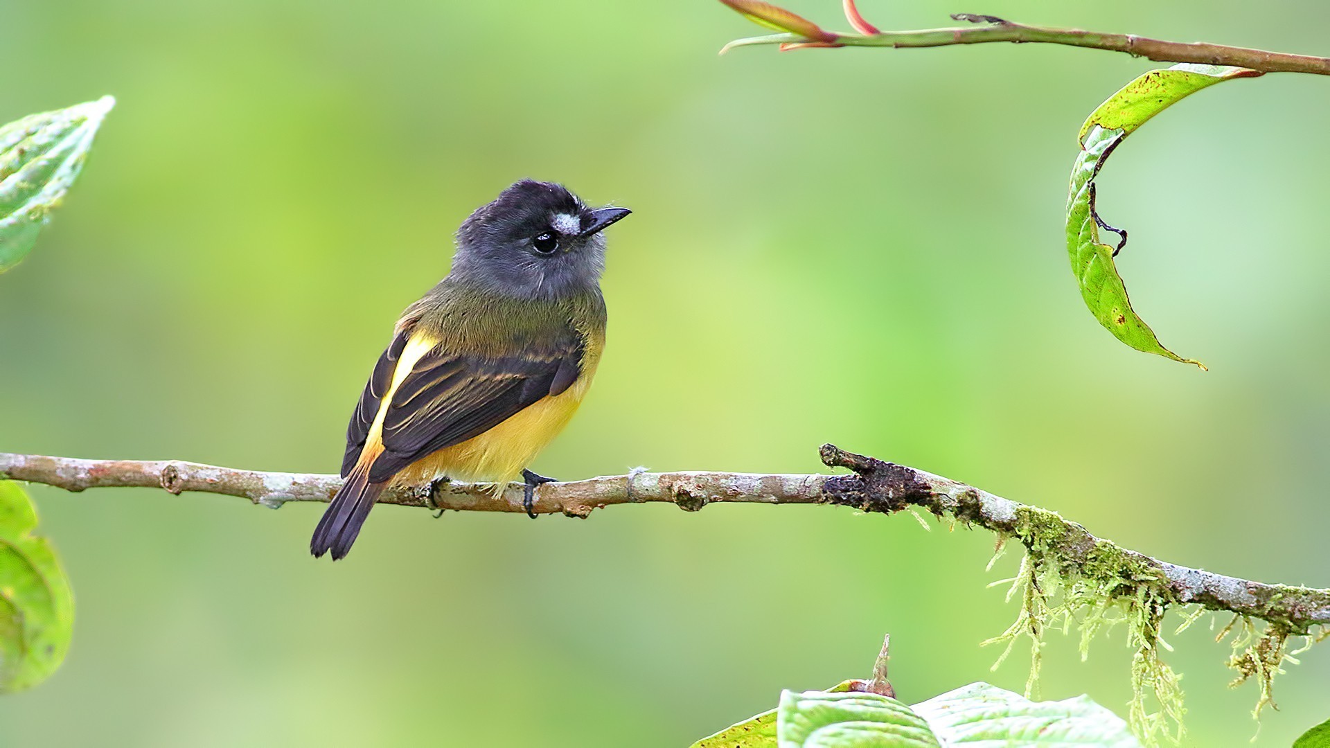 Ornate Flycatcher